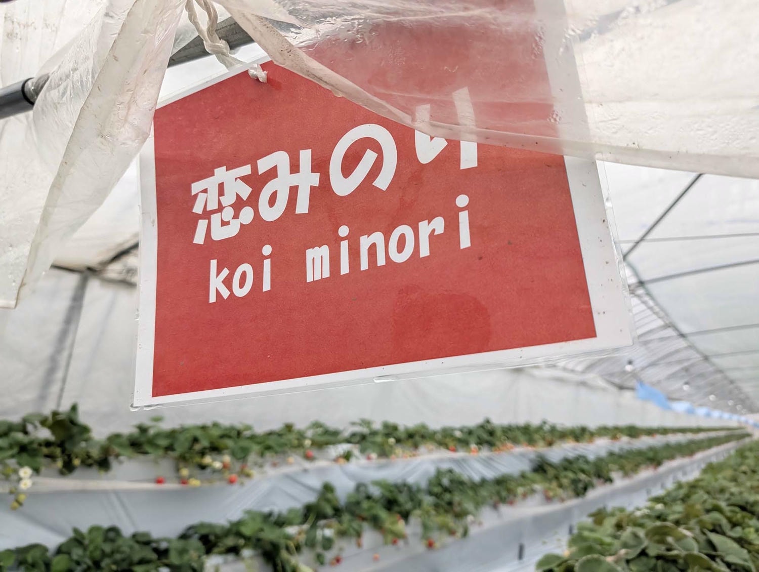 熊本市採果推薦┃吉次園一年四季採果體驗 草莓六品種吃到飽 葡萄蘋果梨子橘子 咖啡店有布丁水果聖代 自駕/熊本自由行