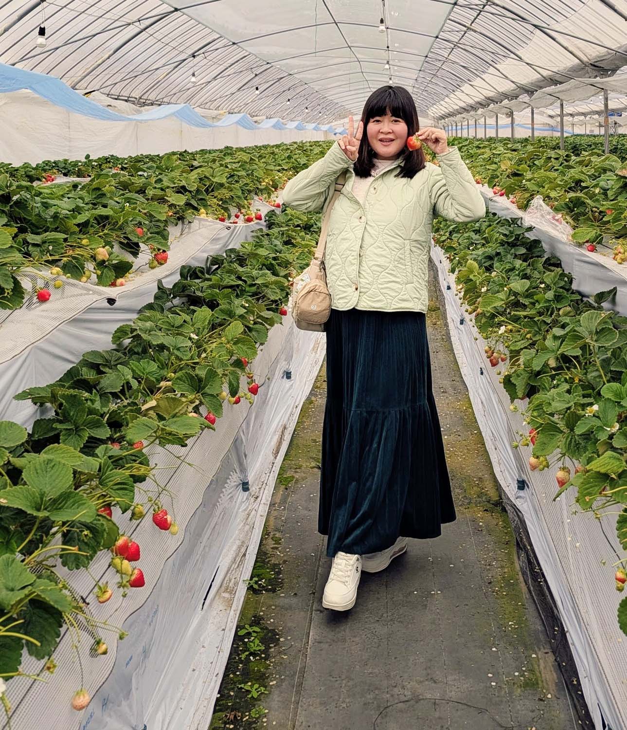 熊本市採果推薦┃吉次園一年四季採果體驗 草莓六品種吃到飽 葡萄蘋果梨子橘子 咖啡店有布丁水果聖代 自駕/熊本自由行