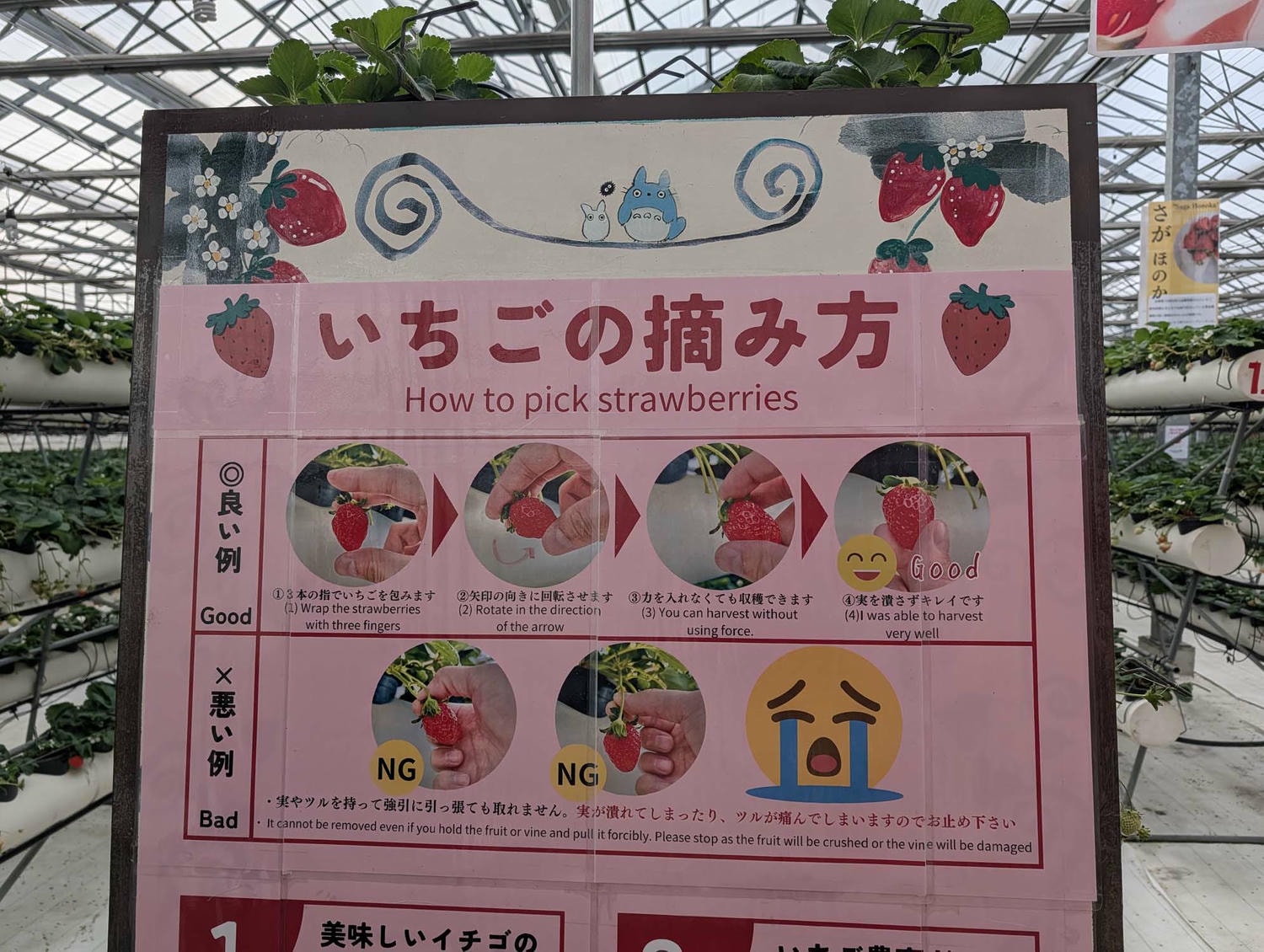 熊本阿蘇採果┃「阿蘇健康農園」採草莓！三段式親子友善採摘 無時間限制吃到飽 無障礙輪椅開心採 JR赤水站轉計程車 熊本自由行