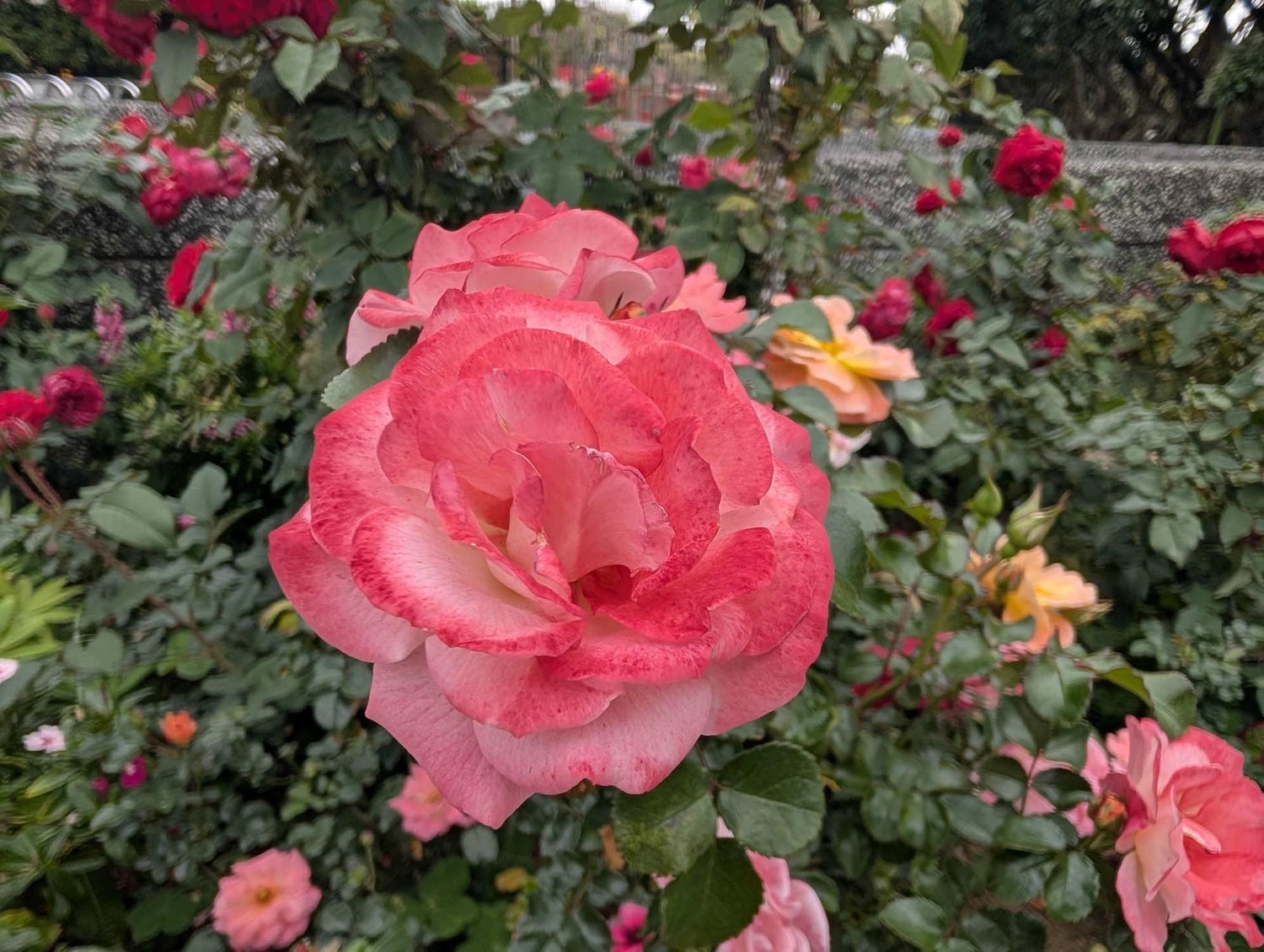 台北花季┃2026台北玫瑰展800 多品種 3/6-4/6花博新生園區 捷運圓山站 中山國小站 - 第25張圖 台北花季┃2026台北玫瑰展800 多品種 3/6-4/6花博新生園區 捷運圓山站 中山國小站