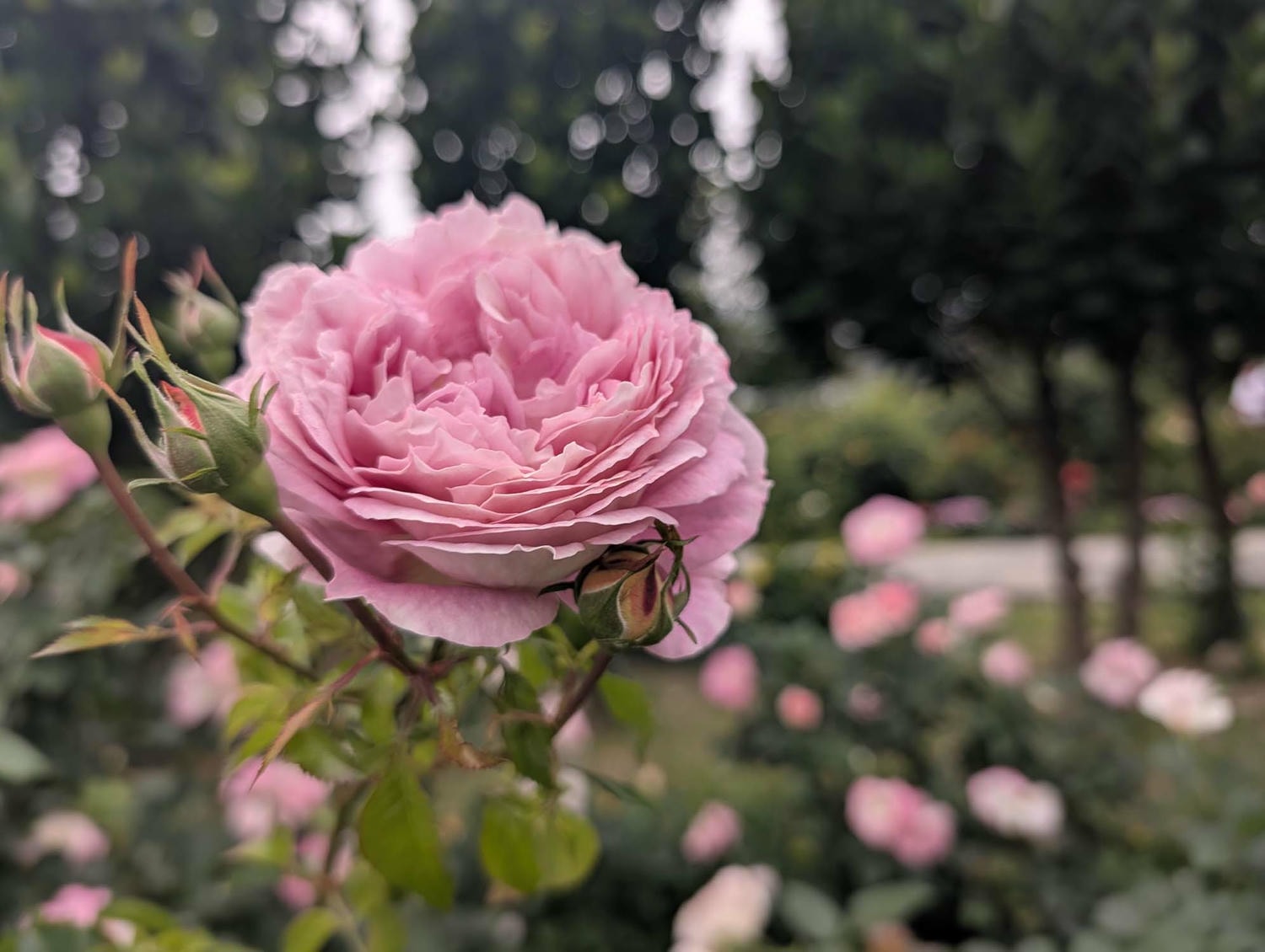 台北花季┃2026台北玫瑰展800 多品種 3/6-4/6花博新生園區 捷運圓山站 中山國小站 - 第2張圖 台北花季┃2026台北玫瑰展800 多品種 3/6-4/6花博新生園區 捷運圓山站 中山國小站