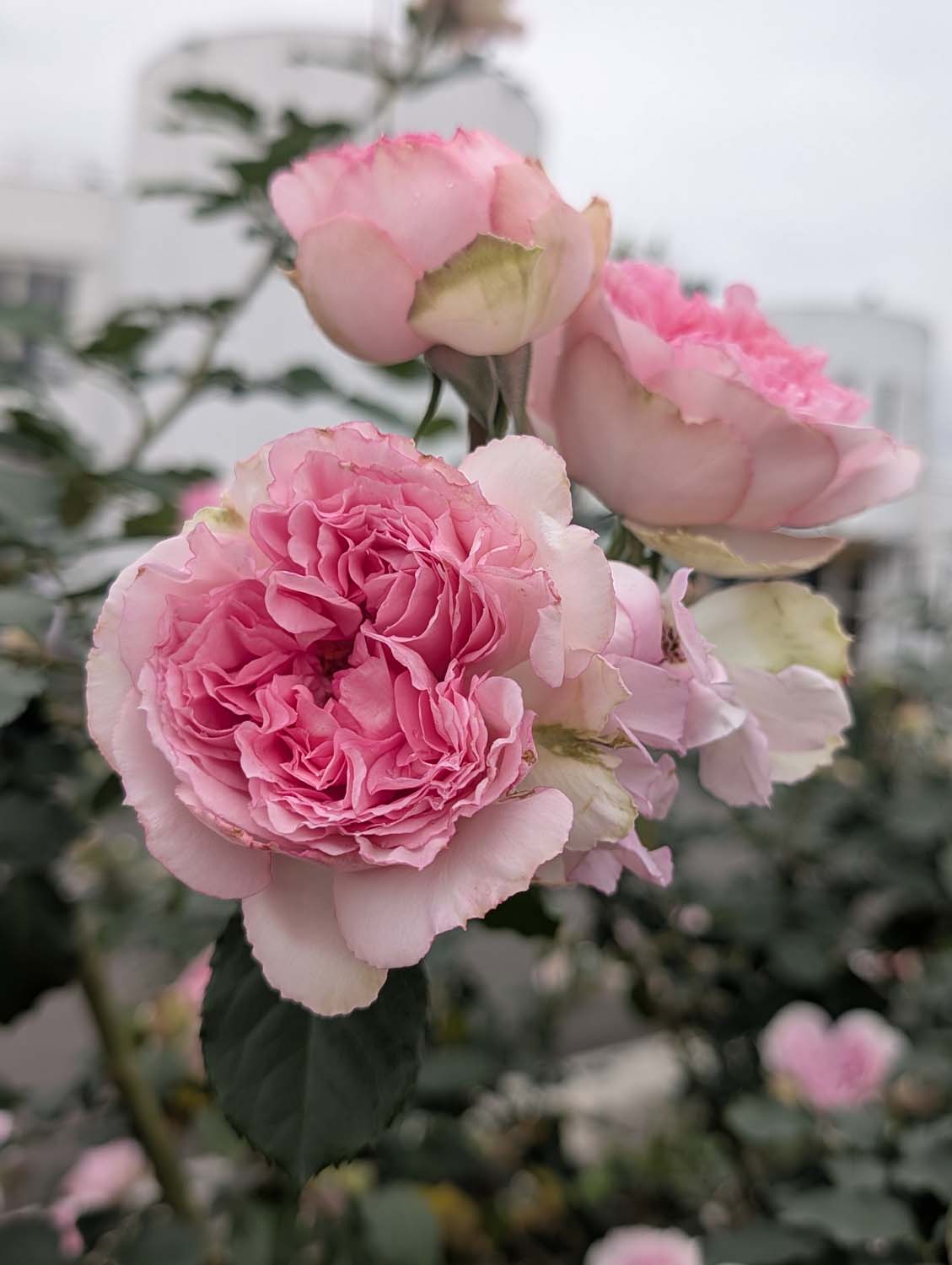 台北花季┃2026台北玫瑰展800 多品種 3/6-4/6花博新生園區 捷運圓山站 中山國小站 - 第12張圖 台北花季┃2026台北玫瑰展800 多品種 3/6-4/6花博新生園區 捷運圓山站 中山國小站