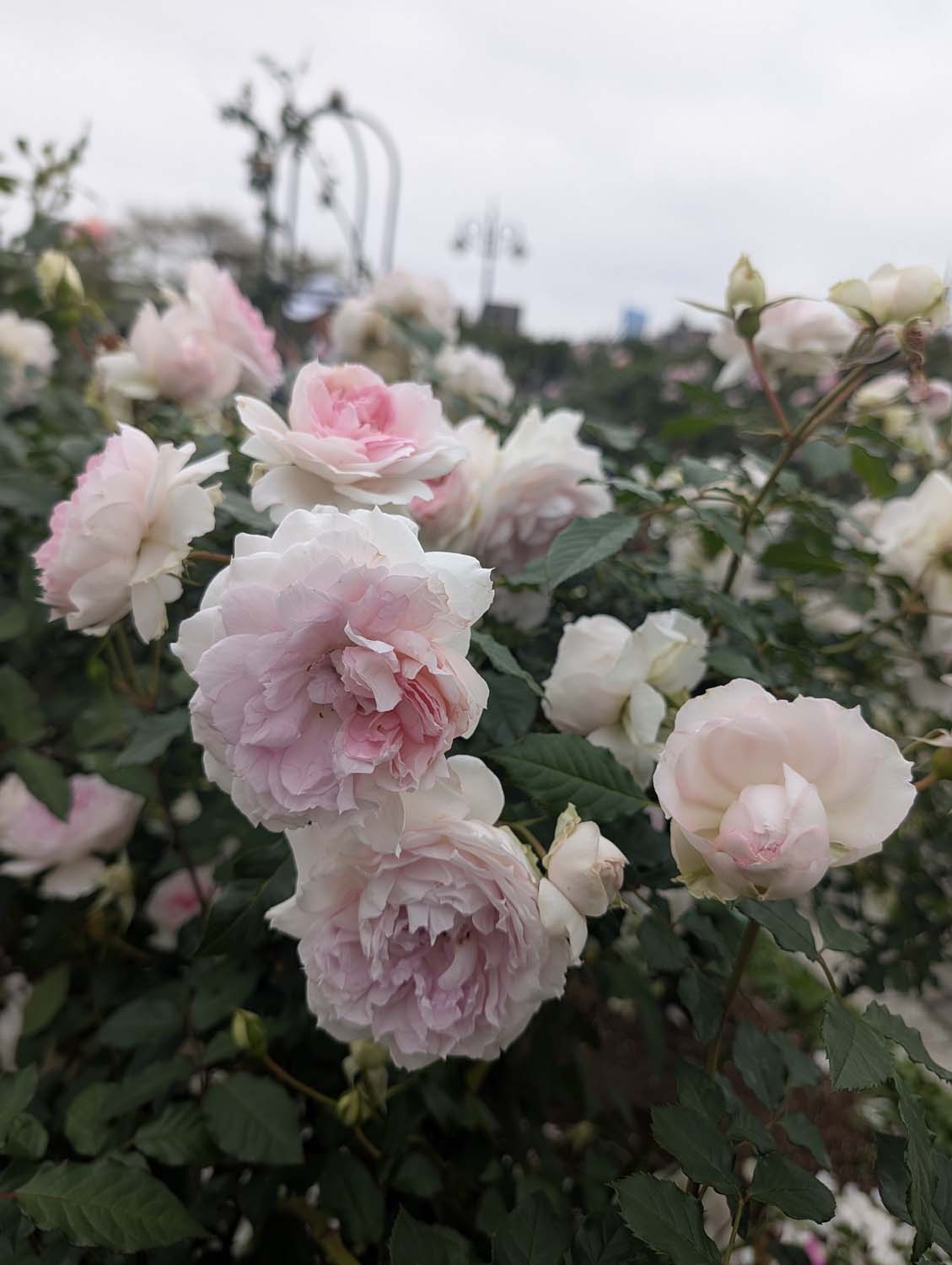 台北花季┃2026台北玫瑰展800 多品種 3/6-4/6花博新生園區 捷運圓山站 中山國小站 - 第23張圖 台北花季┃2026台北玫瑰展800 多品種 3/6-4/6花博新生園區 捷運圓山站 中山國小站