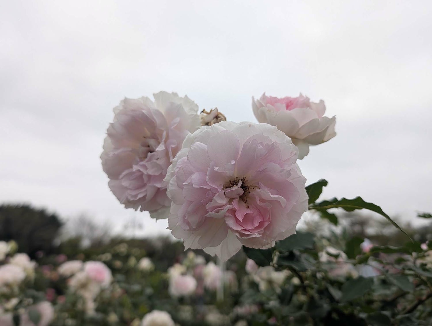 台北花季┃2026台北玫瑰展800 多品種 3/6-4/6花博新生園區 捷運圓山站 中山國小站 - 第1張圖 台北花季┃2026台北玫瑰展800 多品種 3/6-4/6花博新生園區 捷運圓山站 中山國小站