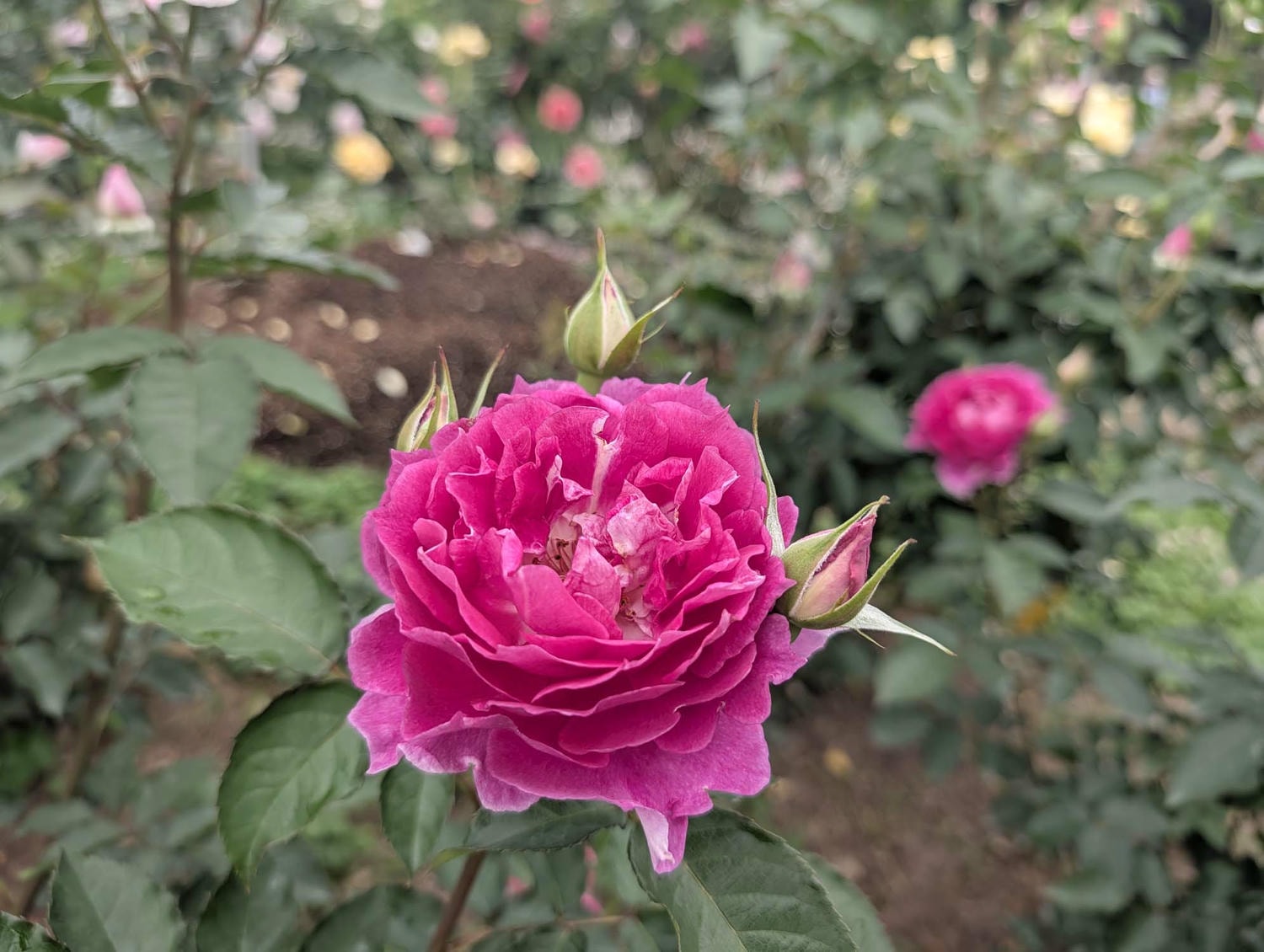台北花季┃2026台北玫瑰展800 多品種 3/6-4/6花博新生園區 捷運圓山站 中山國小站 - 第6張圖 台北花季┃2026台北玫瑰展800 多品種 3/6-4/6花博新生園區 捷運圓山站 中山國小站