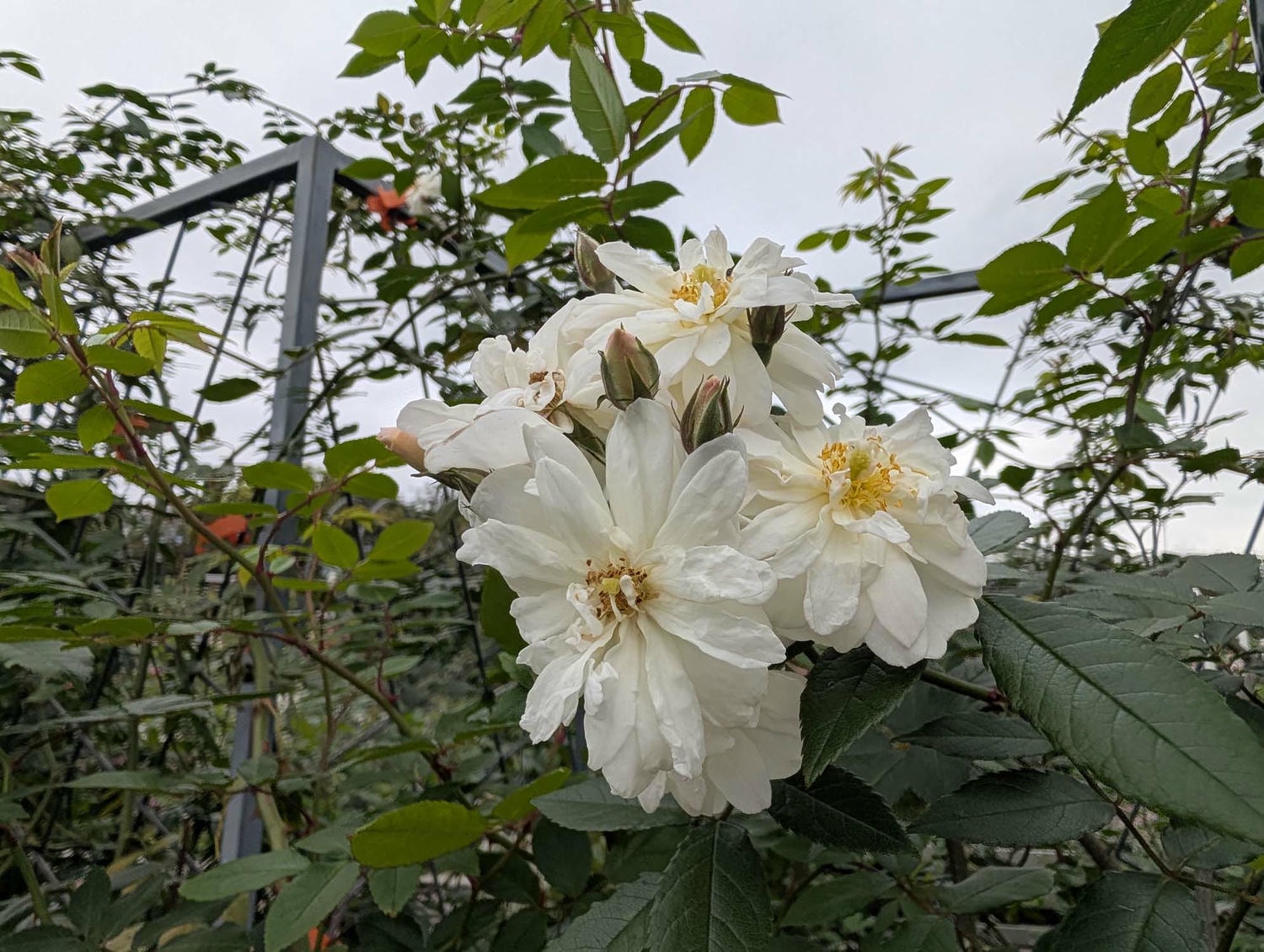 台北花季┃2026台北玫瑰展800 多品種 3/6-4/6花博新生園區 捷運圓山站 中山國小站 - 第11張圖 台北花季┃2026台北玫瑰展800 多品種 3/6-4/6花博新生園區 捷運圓山站 中山國小站