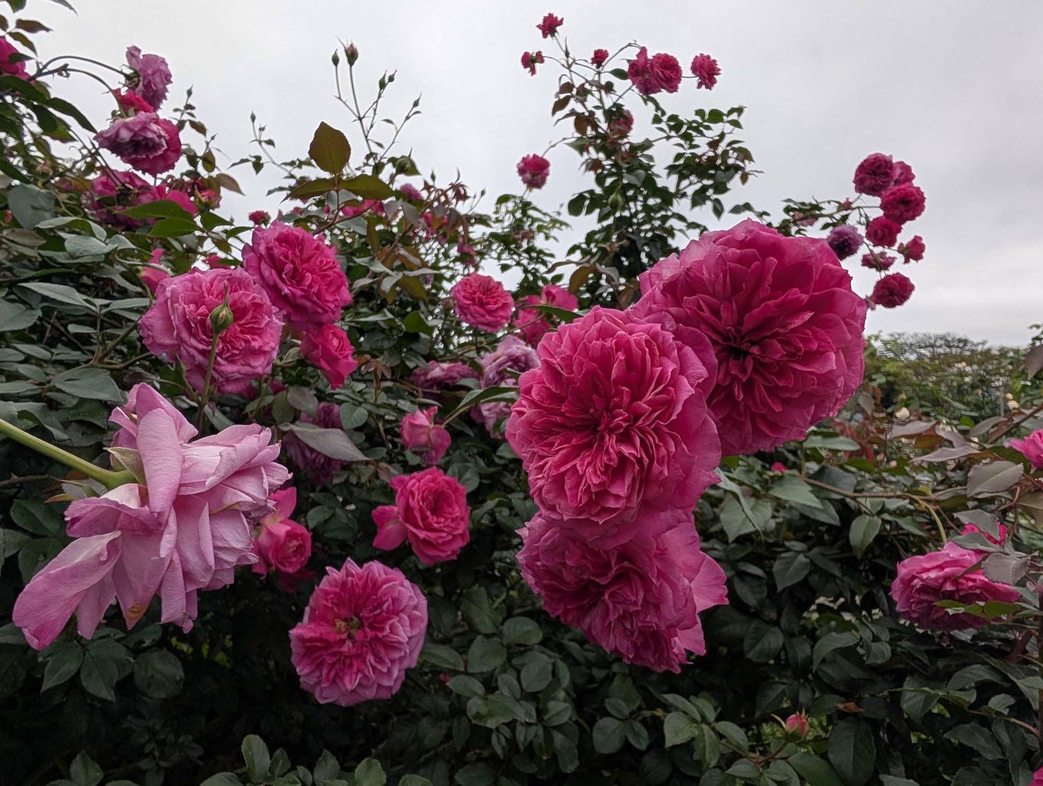 台北花季┃2026台北玫瑰展800 多品種 3/6-4/6花博新生園區 捷運圓山站 中山國小站 - 第24張圖 台北花季┃2026台北玫瑰展800 多品種 3/6-4/6花博新生園區 捷運圓山站 中山國小站