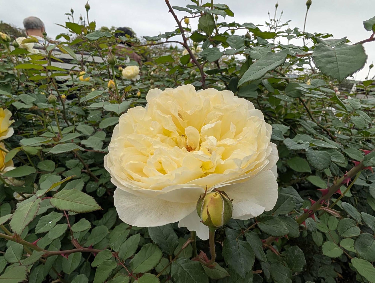 台北花季┃2026台北玫瑰展800 多品種 3/6-4/6花博新生園區 捷運圓山站 中山國小站 - 第16張圖 台北花季┃2026台北玫瑰展800 多品種 3/6-4/6花博新生園區 捷運圓山站 中山國小站