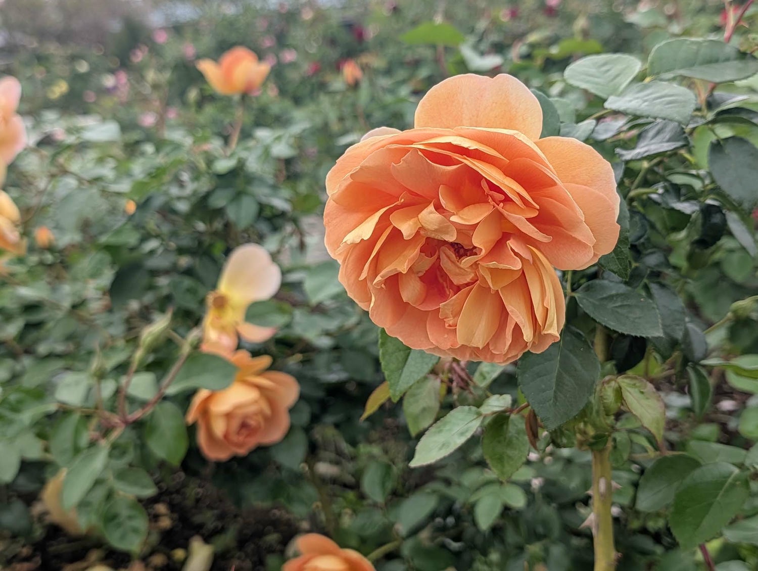 台北花季┃2026台北玫瑰展800 多品種 3/6-4/6花博新生園區 捷運圓山站 中山國小站 - 第27張圖 台北花季┃2026台北玫瑰展800 多品種 3/6-4/6花博新生園區 捷運圓山站 中山國小站