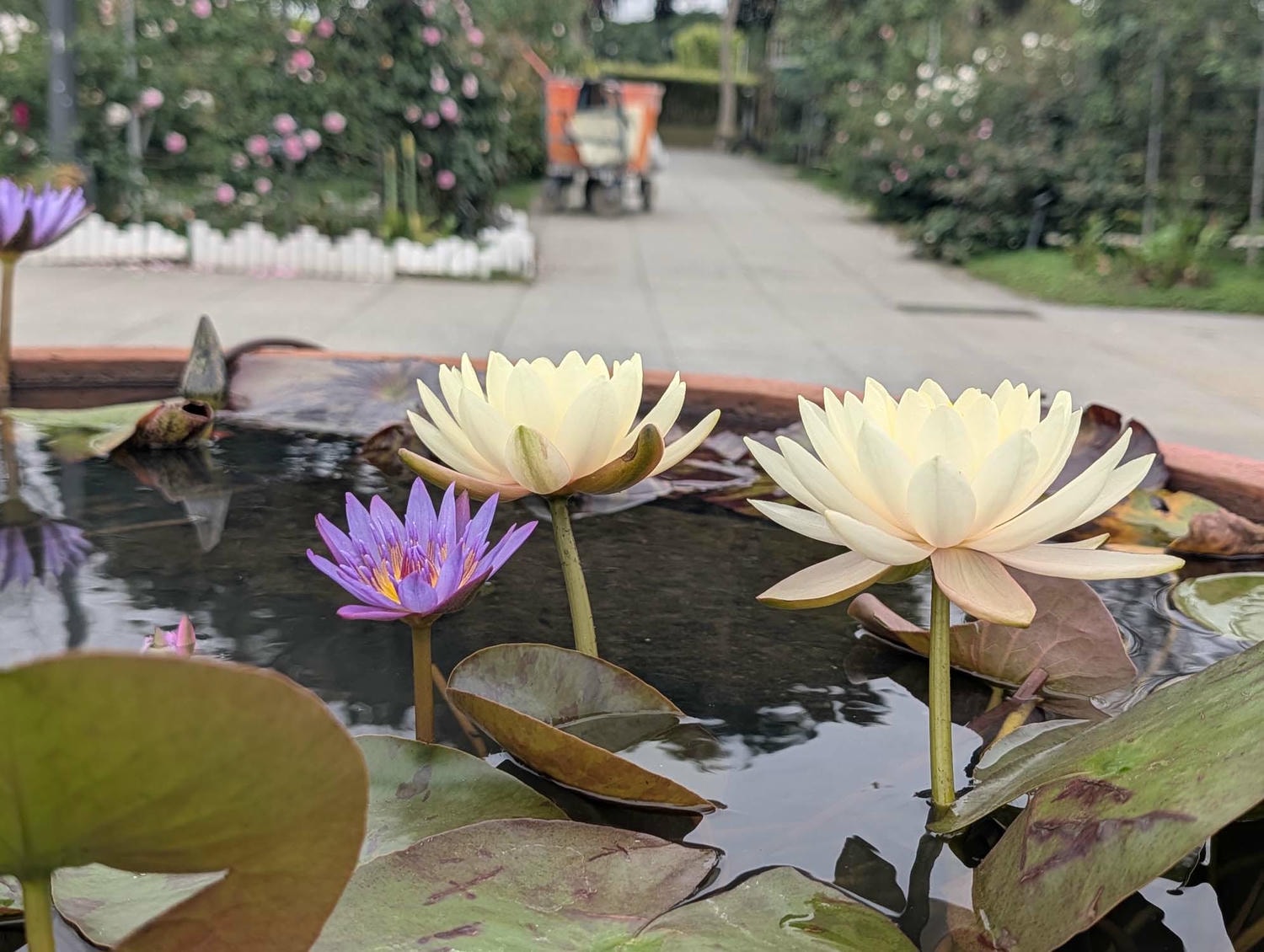 台北花季┃2026台北玫瑰展800 多品種 3/6-4/6花博新生園區 捷運圓山站 中山國小站 - 第30張圖 台北花季┃2026台北玫瑰展800 多品種 3/6-4/6花博新生園區 捷運圓山站 中山國小站