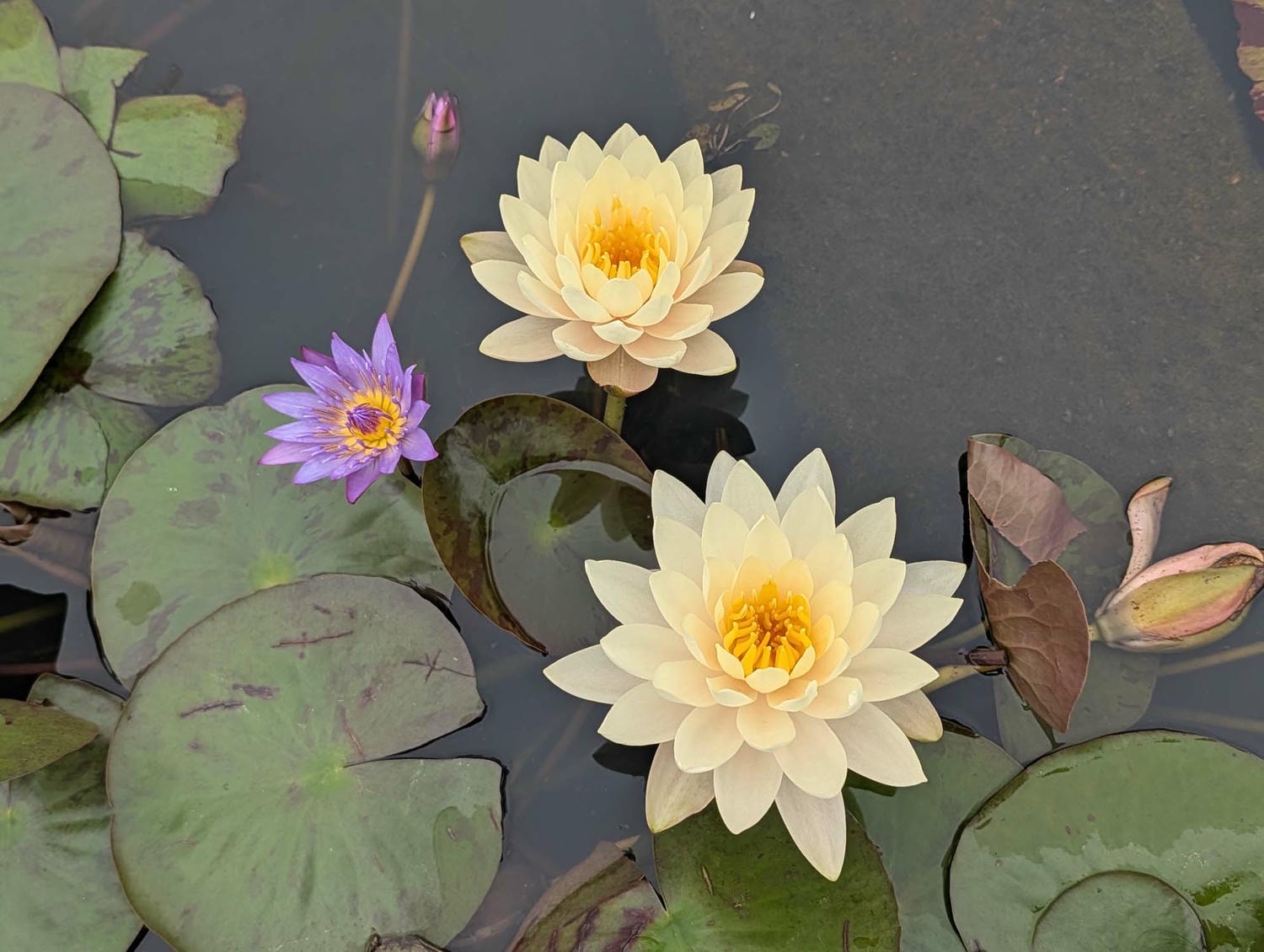 台北花季┃2026台北玫瑰展800 多品種 3/6-4/6花博新生園區 捷運圓山站 中山國小站 - 第29張圖 台北花季┃2026台北玫瑰展800 多品種 3/6-4/6花博新生園區 捷運圓山站 中山國小站