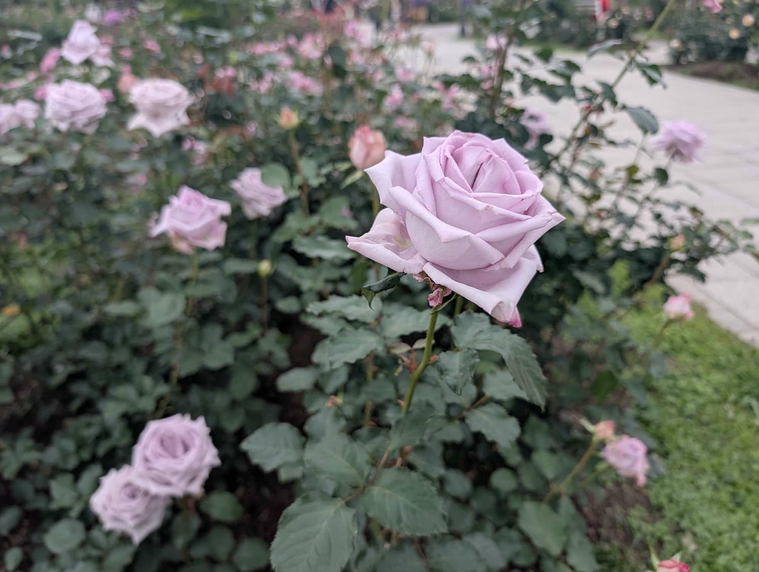台北花季┃2026台北玫瑰展800 多品種 3/6-4/6花博新生園區 捷運圓山站 中山國小站 - 第10張圖 台北花季┃2026台北玫瑰展800 多品種 3/6-4/6花博新生園區 捷運圓山站 中山國小站