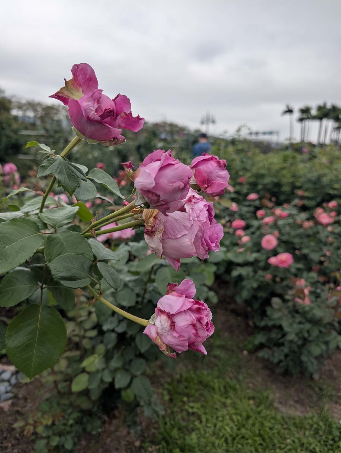 台北花季┃2026台北玫瑰展800 多品種 3/6-4/6花博新生園區 捷運圓山站 中山國小站 - 第18張圖 台北花季┃2026台北玫瑰展800 多品種 3/6-4/6花博新生園區 捷運圓山站 中山國小站