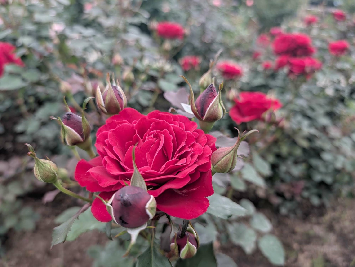台北花季┃2026台北玫瑰展800 多品種 3/6-4/6花博新生園區 捷運圓山站 中山國小站 - 第5張圖 台北花季┃2026台北玫瑰展800 多品種 3/6-4/6花博新生園區 捷運圓山站 中山國小站
