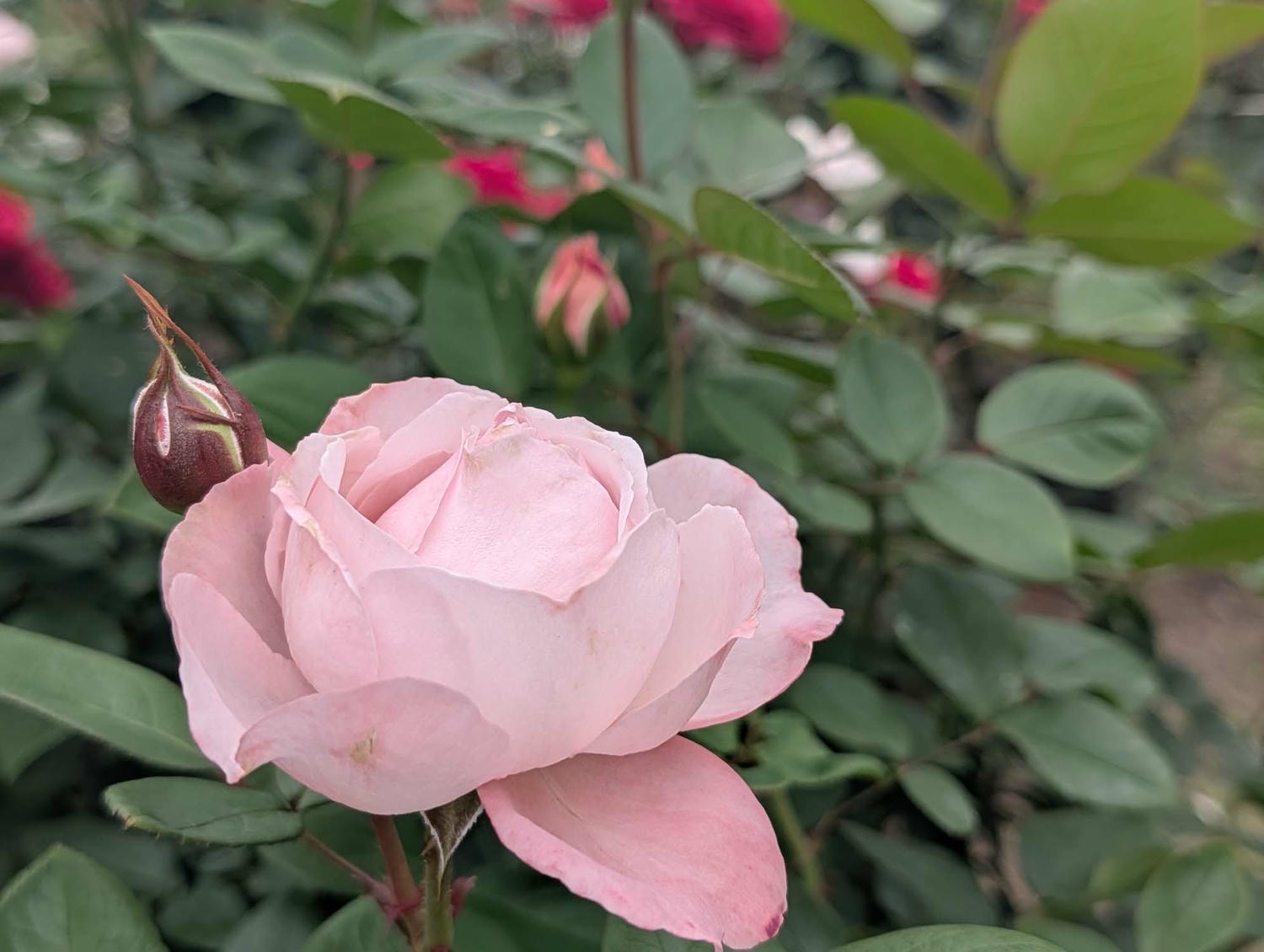 台北花季┃2026台北玫瑰展800 多品種 3/6-4/6花博新生園區 捷運圓山站 中山國小站 - 第26張圖 台北花季┃2026台北玫瑰展800 多品種 3/6-4/6花博新生園區 捷運圓山站 中山國小站