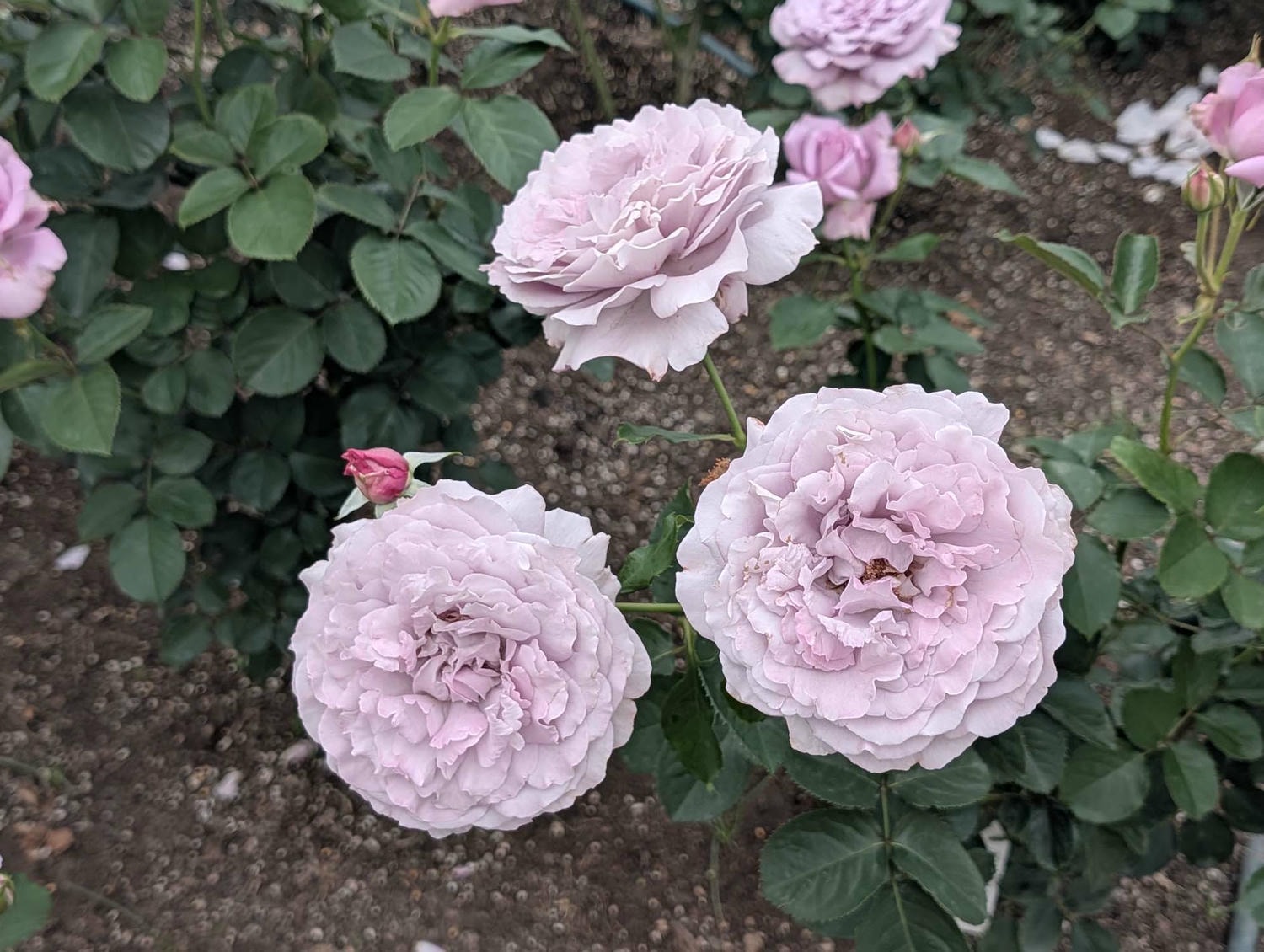 台北花季┃2026台北玫瑰展800 多品種 3/6-4/6花博新生園區 捷運圓山站 中山國小站 - 第17張圖 台北花季┃2026台北玫瑰展800 多品種 3/6-4/6花博新生園區 捷運圓山站 中山國小站