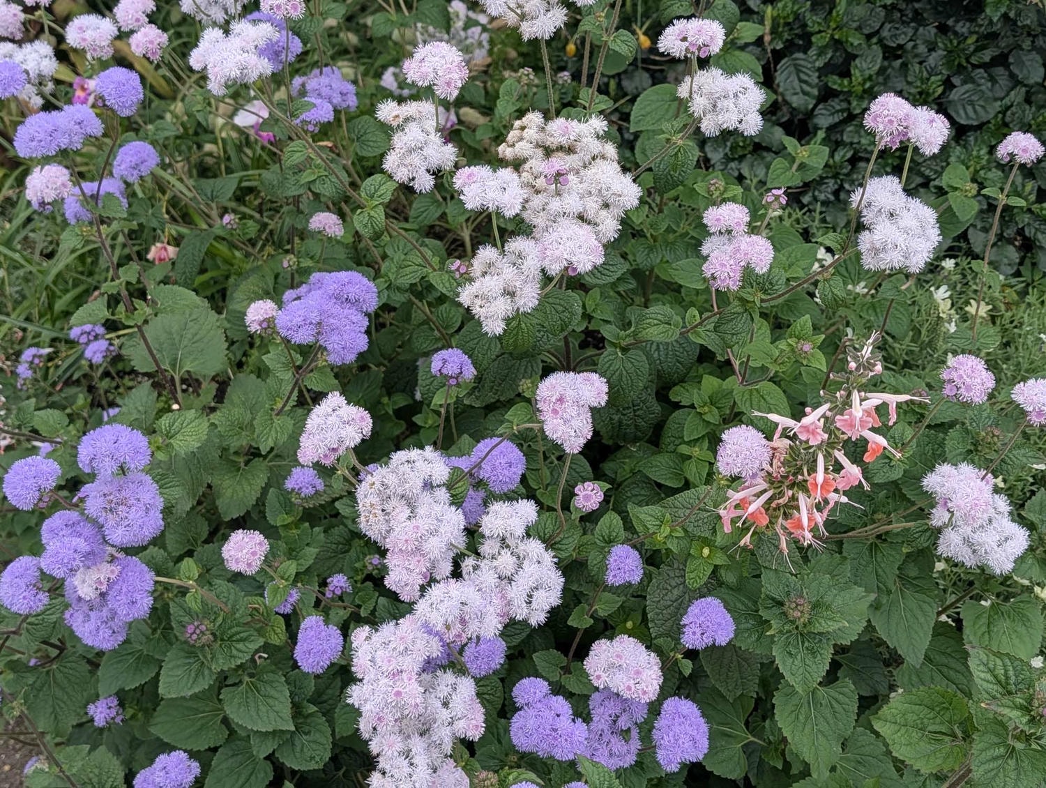 台北花季┃2026台北玫瑰展800 多品種 3/6-4/6花博新生園區 捷運圓山站 中山國小站 - 第35張圖 台北花季┃2026台北玫瑰展800 多品種 3/6-4/6花博新生園區 捷運圓山站 中山國小站