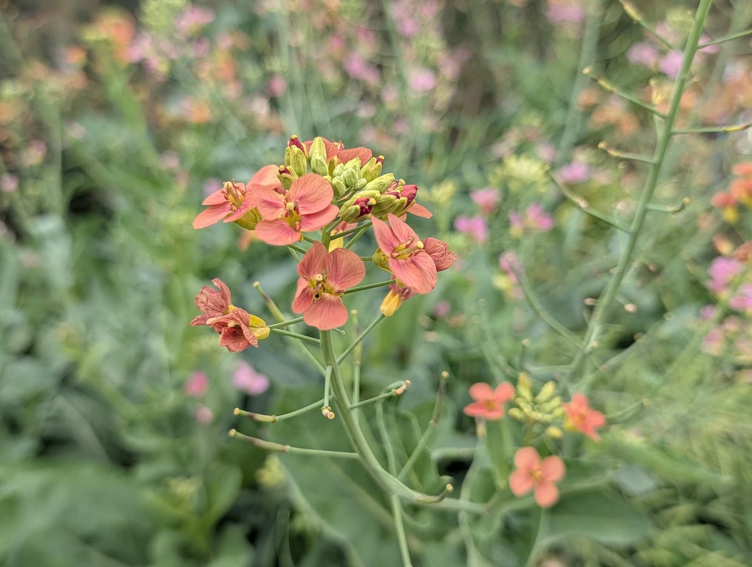 台北花季┃2026台北玫瑰展800 多品種 3/6-4/6花博新生園區 捷運圓山站 中山國小站 - 第33張圖 台北花季┃2026台北玫瑰展800 多品種 3/6-4/6花博新生園區 捷運圓山站 中山國小站