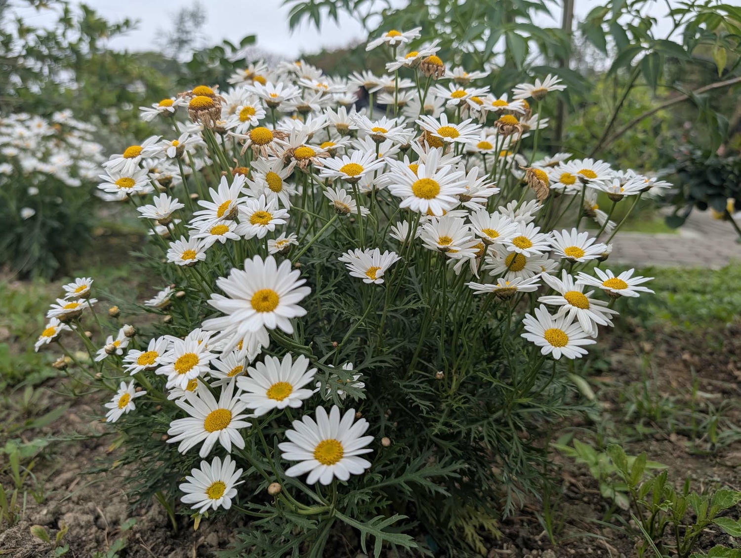 台北花季┃2026台北玫瑰展800 多品種 3/6-4/6花博新生園區 捷運圓山站 中山國小站 - 第32張圖 台北花季┃2026台北玫瑰展800 多品種 3/6-4/6花博新生園區 捷運圓山站 中山國小站