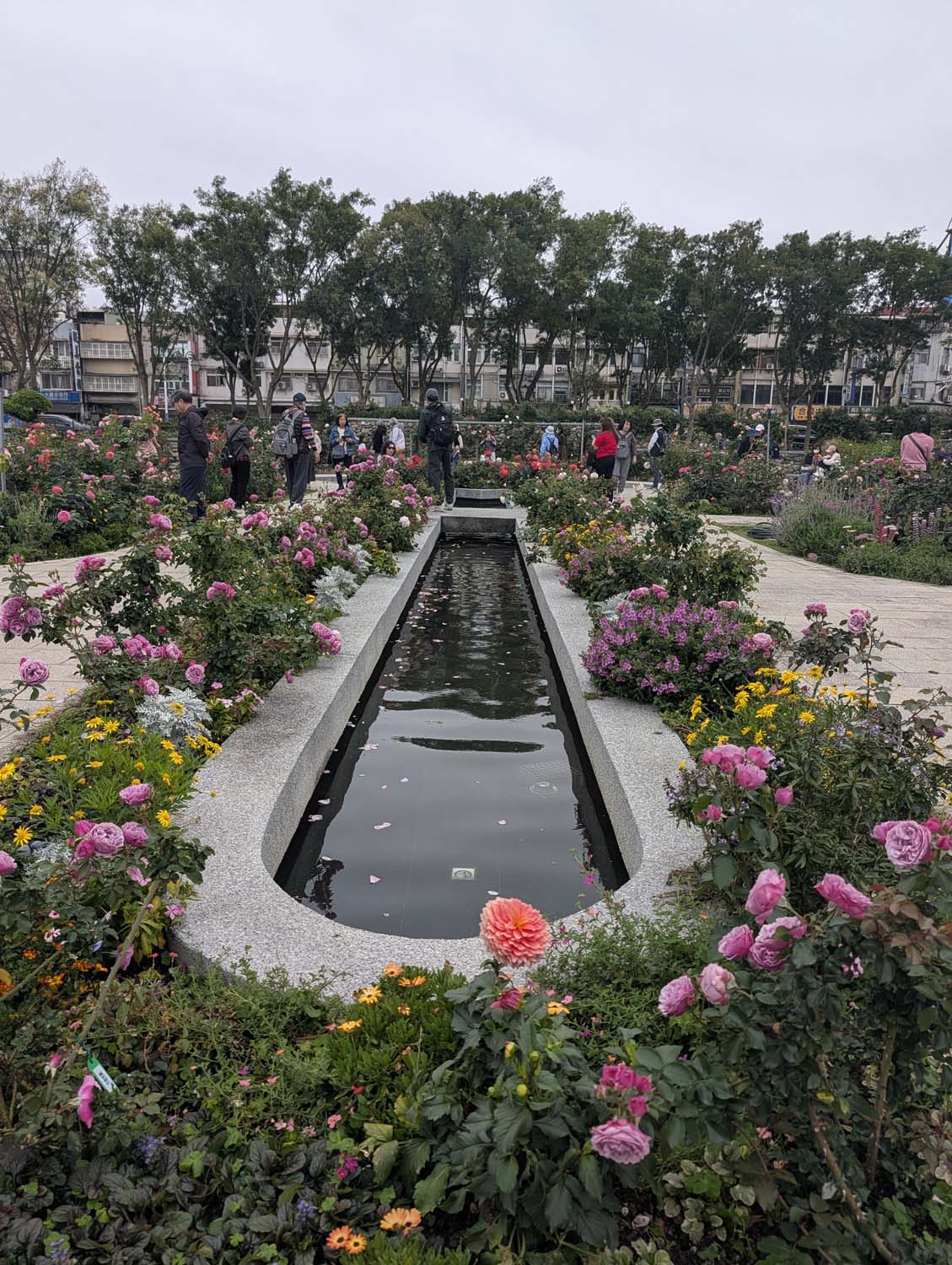 台北花季┃2026台北玫瑰展800 多品種 3/6-4/6花博新生園區 捷運圓山站 中山國小站 - 第22張圖 台北花季┃2026台北玫瑰展800 多品種 3/6-4/6花博新生園區 捷運圓山站 中山國小站