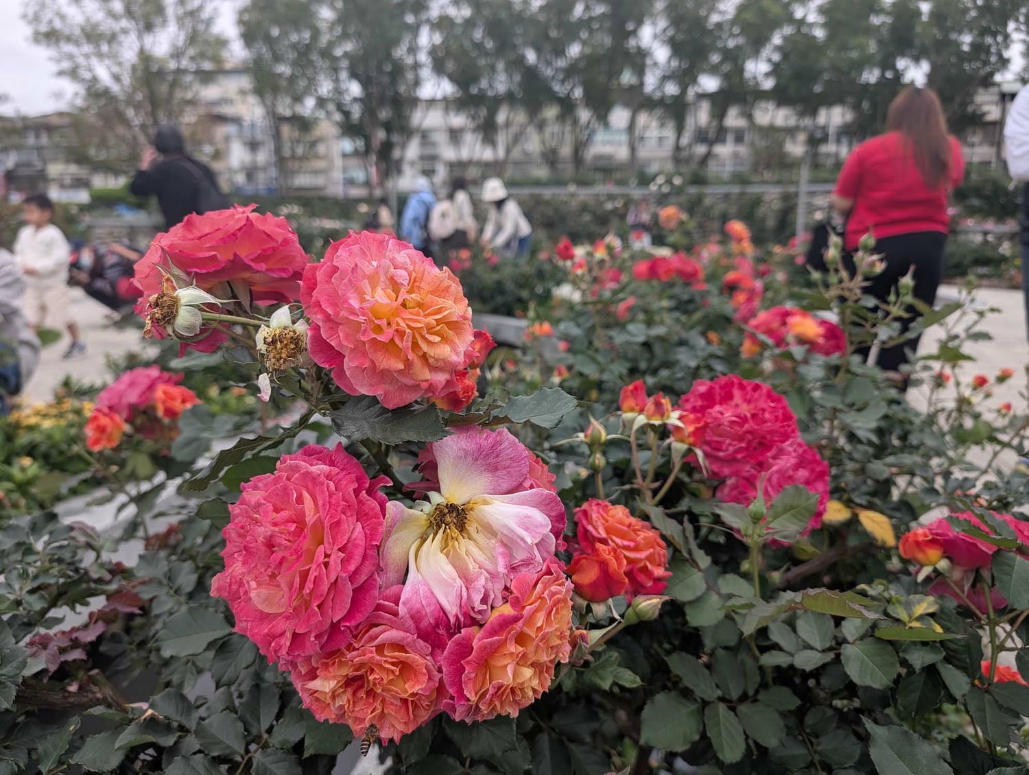 台北花季┃2026台北玫瑰展800 多品種 3/6-4/6花博新生園區 捷運圓山站 中山國小站 - 第14張圖 台北花季┃2026台北玫瑰展800 多品種 3/6-4/6花博新生園區 捷運圓山站 中山國小站
