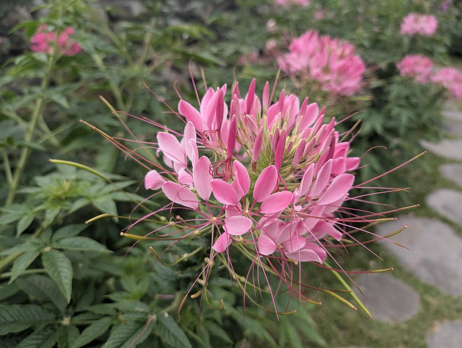 台北花季┃2026台北玫瑰展800 多品種 3/6-4/6花博新生園區 捷運圓山站 中山國小站 - 第31張圖 台北花季┃2026台北玫瑰展800 多品種 3/6-4/6花博新生園區 捷運圓山站 中山國小站