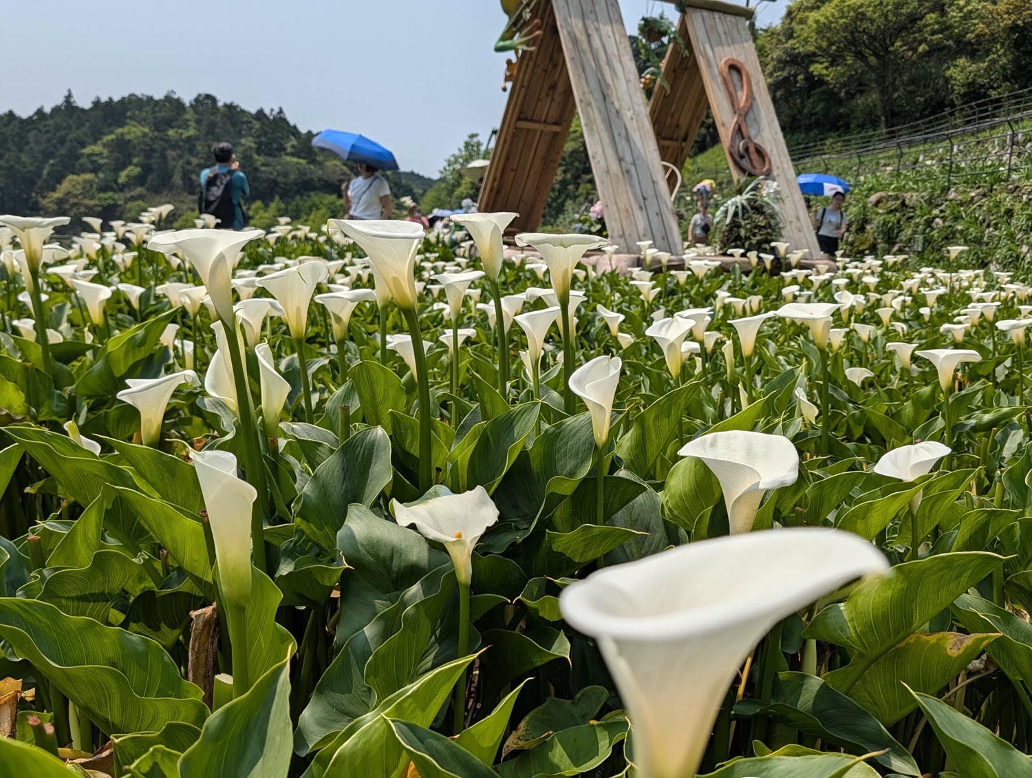台北陽明山┃春の台北 絶景の白い海!陽明山竹子湖で癒やしの海芋(カラー)摘み体験 名陽匍農莊 台湾旅行 - 第2張圖 台北陽明山┃春の台北 絶景の白い海!陽明山竹子湖で癒やしの海芋(カラー)摘み体験 名陽匍農莊 台湾旅行