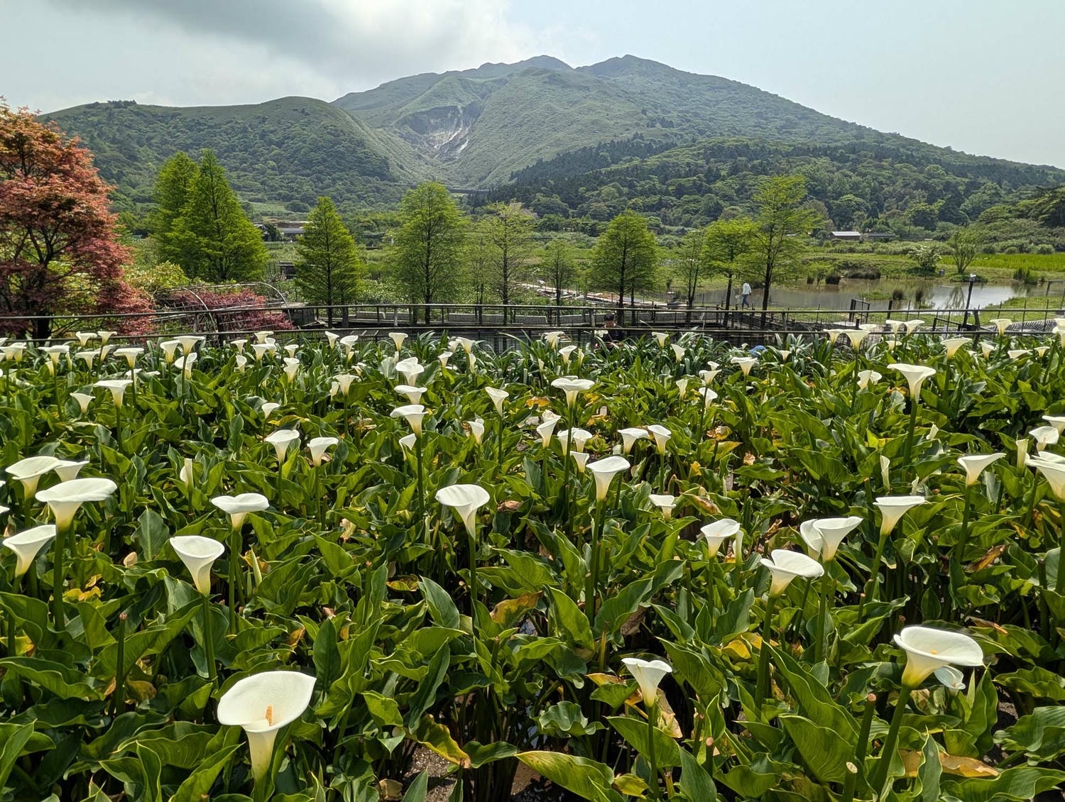 台北陽明山┃春の台北 絶景の白い海!陽明山竹子湖で癒やしの海芋(カラー)摘み体験 名陽匍農莊 台湾旅行 - 第18張圖 台北陽明山┃春の台北 絶景の白い海!陽明山竹子湖で癒やしの海芋(カラー)摘み体験 名陽匍農莊 台湾旅行