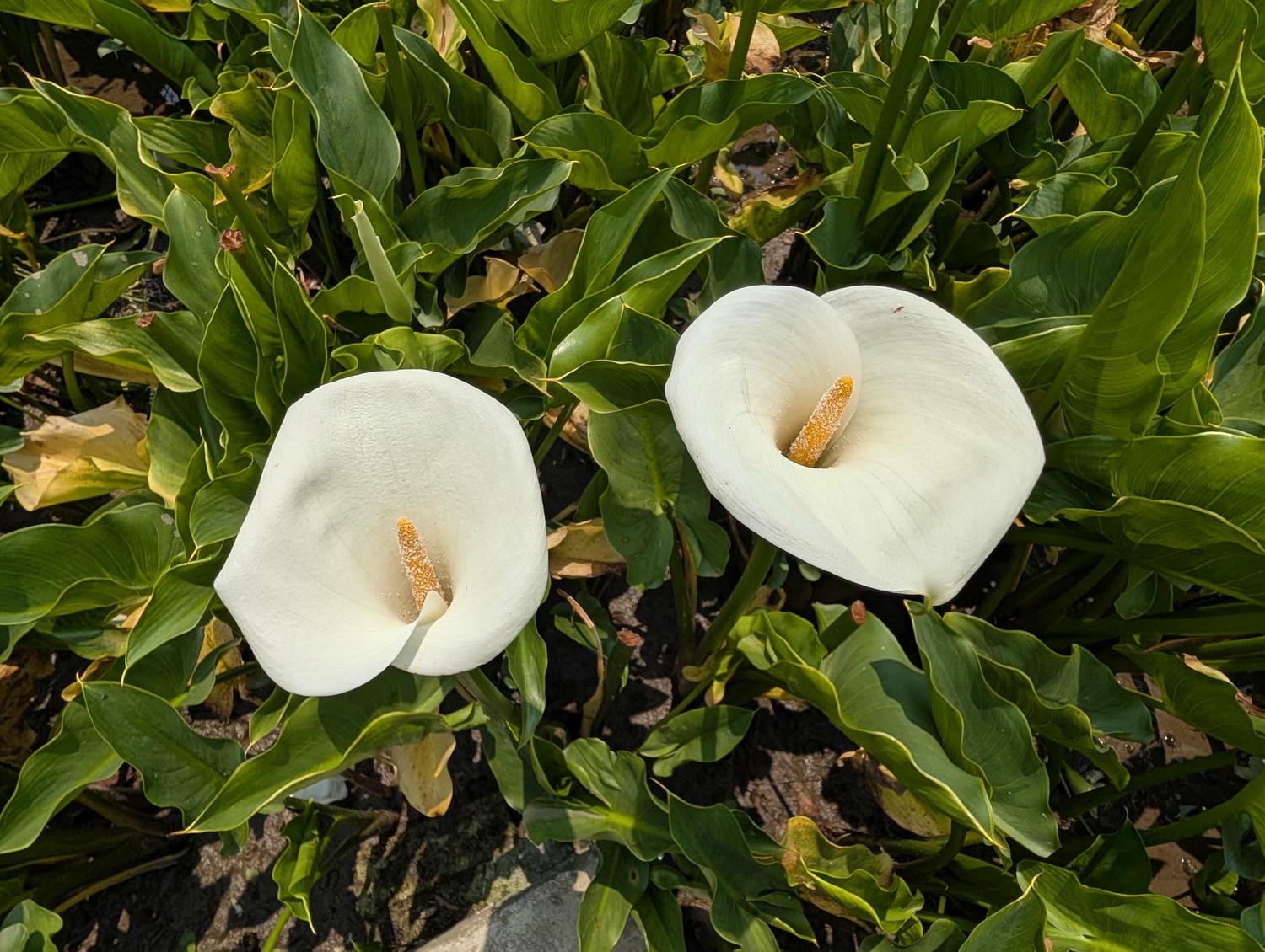 台北陽明山┃春の台北 絶景の白い海!陽明山竹子湖で癒やしの海芋(カラー)摘み体験 名陽匍農莊 台湾旅行 - 第25張圖 台北陽明山┃春の台北 絶景の白い海!陽明山竹子湖で癒やしの海芋(カラー)摘み体験 名陽匍農莊 台湾旅行