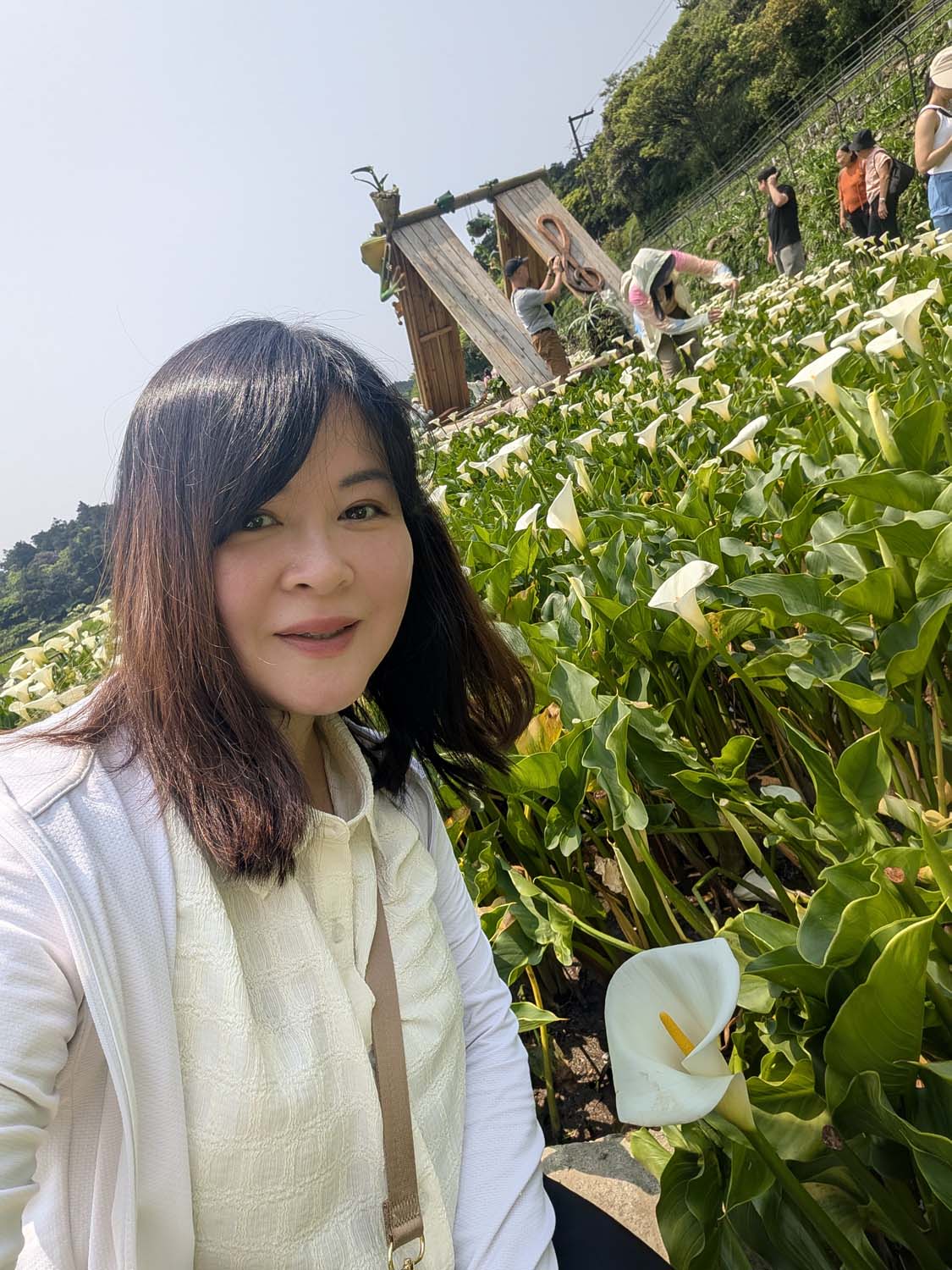 台北陽明山┃春の台北 絶景の白い海!陽明山竹子湖で癒やしの海芋(カラー)摘み体験 名陽匍農莊 台湾旅行 - 第33張圖 台北陽明山┃春の台北 絶景の白い海!陽明山竹子湖で癒やしの海芋(カラー)摘み体験 名陽匍農莊 台湾旅行