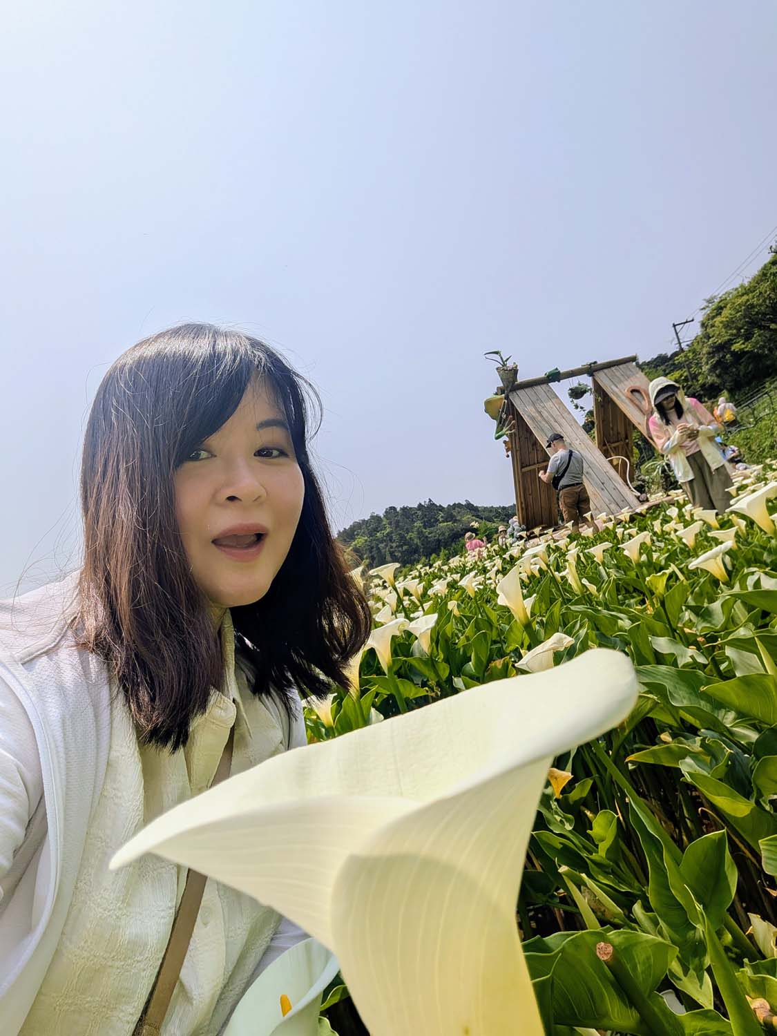 台北陽明山┃春の台北 絶景の白い海!陽明山竹子湖で癒やしの海芋(カラー)摘み体験 名陽匍農莊 台湾旅行 - 第12張圖 台北陽明山┃春の台北 絶景の白い海!陽明山竹子湖で癒やしの海芋(カラー)摘み体験 名陽匍農莊 台湾旅行