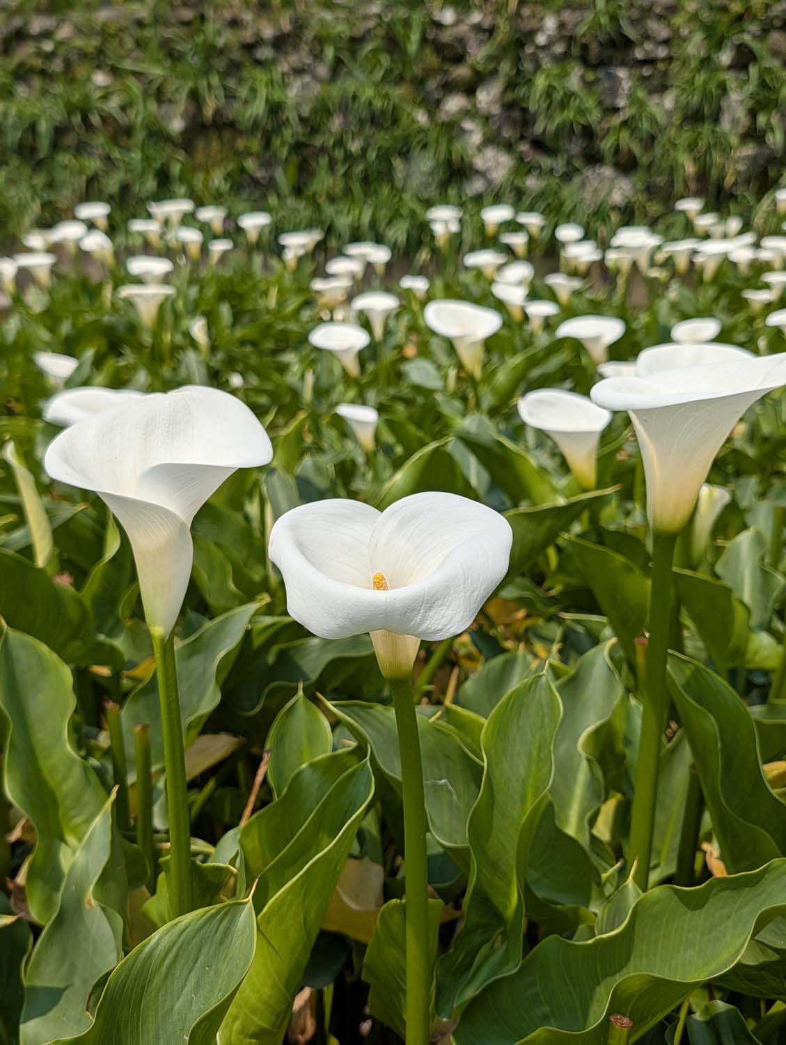 台北陽明山┃春の台北 絶景の白い海!陽明山竹子湖で癒やしの海芋(カラー)摘み体験 名陽匍農莊 台湾旅行 - 第11張圖 台北陽明山┃春の台北 絶景の白い海!陽明山竹子湖で癒やしの海芋(カラー)摘み体験 名陽匍農莊 台湾旅行