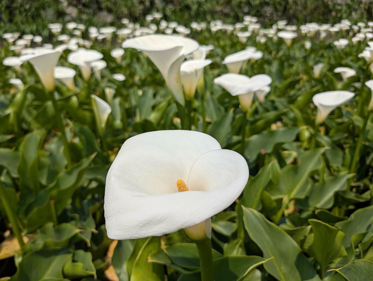 台北陽明山┃春の台北 絶景の白い海!陽明山竹子湖で癒やしの海芋(カラー)摘み体験 名陽匍農莊 台湾旅行 - 第21張圖 台北陽明山┃春の台北 絶景の白い海!陽明山竹子湖で癒やしの海芋(カラー)摘み体験 名陽匍農莊 台湾旅行