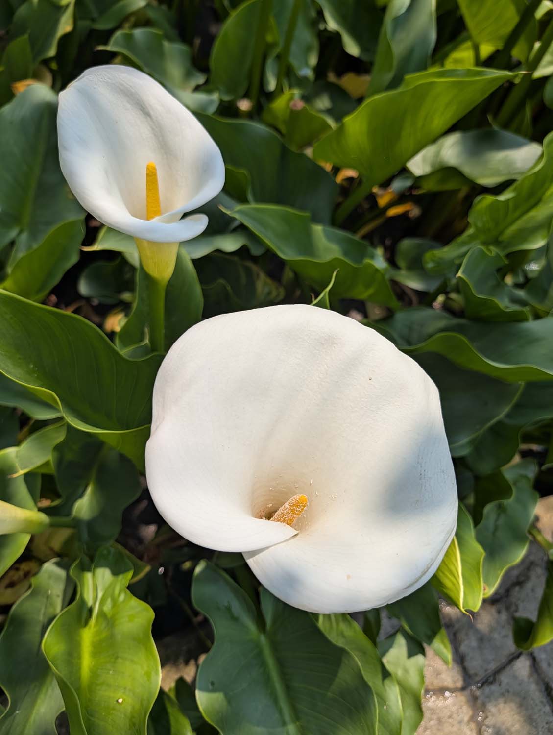 台北陽明山┃春の台北 絶景の白い海!陽明山竹子湖で癒やしの海芋(カラー)摘み体験 名陽匍農莊 台湾旅行 - 第20張圖 台北陽明山┃春の台北 絶景の白い海!陽明山竹子湖で癒やしの海芋(カラー)摘み体験 名陽匍農莊 台湾旅行