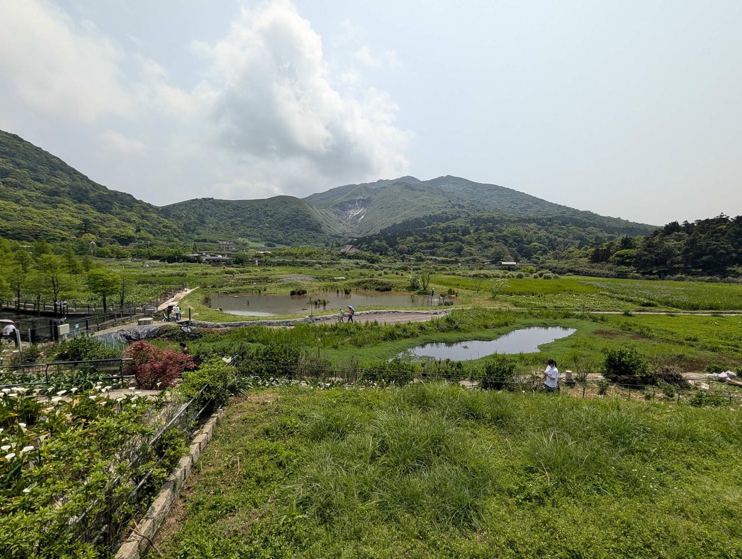 台北陽明山┃春の台北 絶景の白い海!陽明山竹子湖で癒やしの海芋(カラー)摘み体験 名陽匍農莊 台湾旅行 - 第26張圖 台北陽明山┃春の台北 絶景の白い海!陽明山竹子湖で癒やしの海芋(カラー)摘み体験 名陽匍農莊 台湾旅行