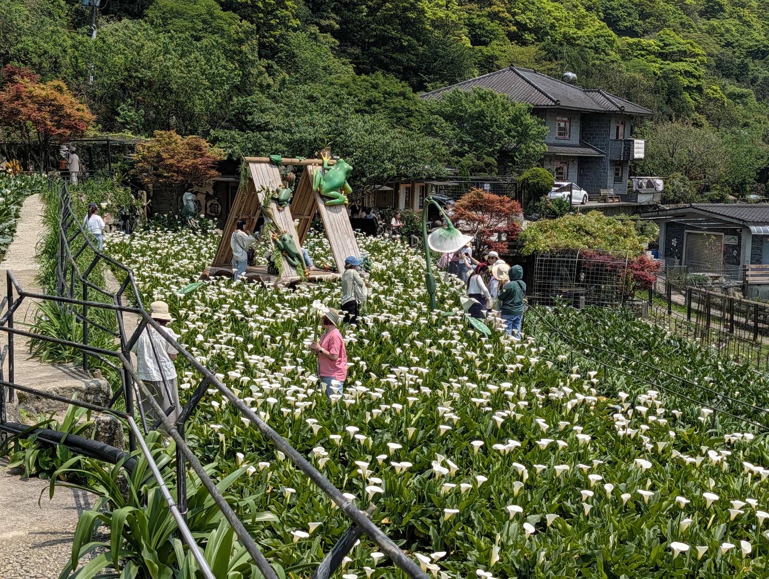 台北陽明山┃春の台北 絶景の白い海!陽明山竹子湖で癒やしの海芋(カラー)摘み体験 名陽匍農莊 台湾旅行 - 第23張圖 台北陽明山┃春の台北 絶景の白い海!陽明山竹子湖で癒やしの海芋(カラー)摘み体験 名陽匍農莊 台湾旅行