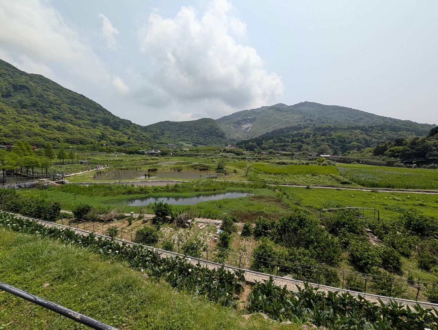 台北陽明山┃春の台北 絶景の白い海!陽明山竹子湖で癒やしの海芋(カラー)摘み体験 名陽匍農莊 台湾旅行 - 第31張圖 台北陽明山┃春の台北 絶景の白い海!陽明山竹子湖で癒やしの海芋(カラー)摘み体験 名陽匍農莊 台湾旅行