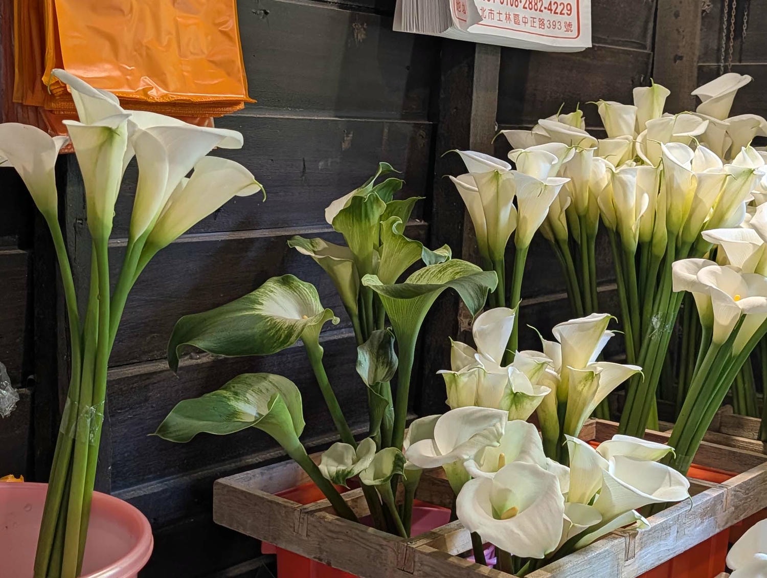 台北陽明山┃春の台北 絶景の白い海!陽明山竹子湖で癒やしの海芋(カラー)摘み体験 名陽匍農莊 台湾旅行 - 第27張圖 台北陽明山┃春の台北 絶景の白い海!陽明山竹子湖で癒やしの海芋(カラー)摘み体験 名陽匍農莊 台湾旅行