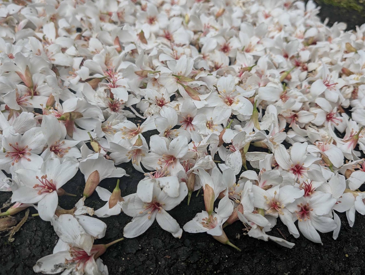 新北瑞芳桐花祭┃超值得!四腳亭砲台健行賞桐花雪 DIY搗麻糬 熱鬧園遊會遇見可愛發桐醬 - 第19張圖 新北瑞芳桐花祭┃超值得!四腳亭砲台健行賞桐花雪 DIY搗麻糬 熱鬧園遊會遇見可愛發桐醬