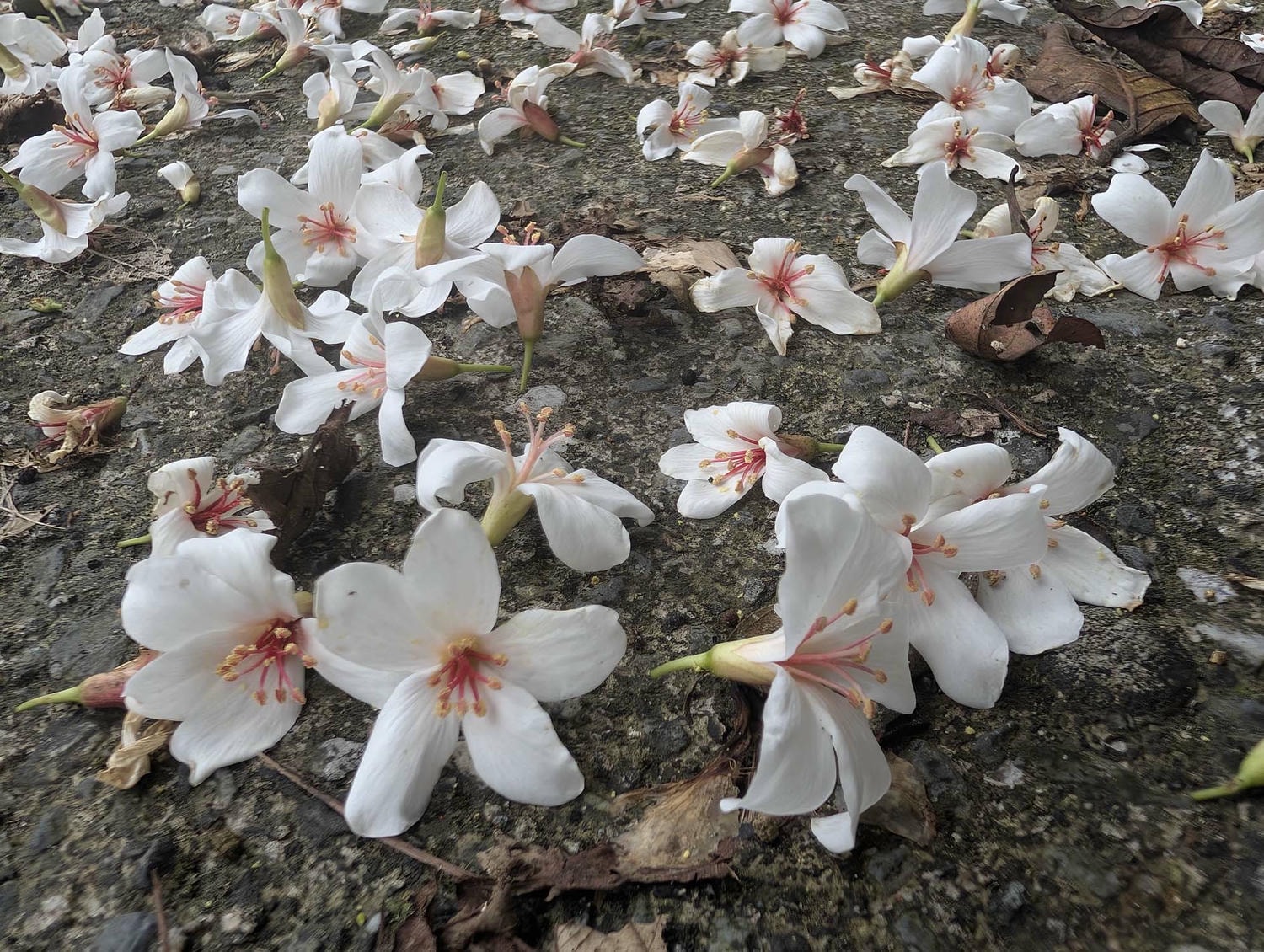 新北瑞芳桐花祭┃超值得!四腳亭砲台健行賞桐花雪 DIY搗麻糬 熱鬧園遊會遇見可愛發桐醬 - 第18張圖 新北瑞芳桐花祭┃超值得!四腳亭砲台健行賞桐花雪 DIY搗麻糬 熱鬧園遊會遇見可愛發桐醬