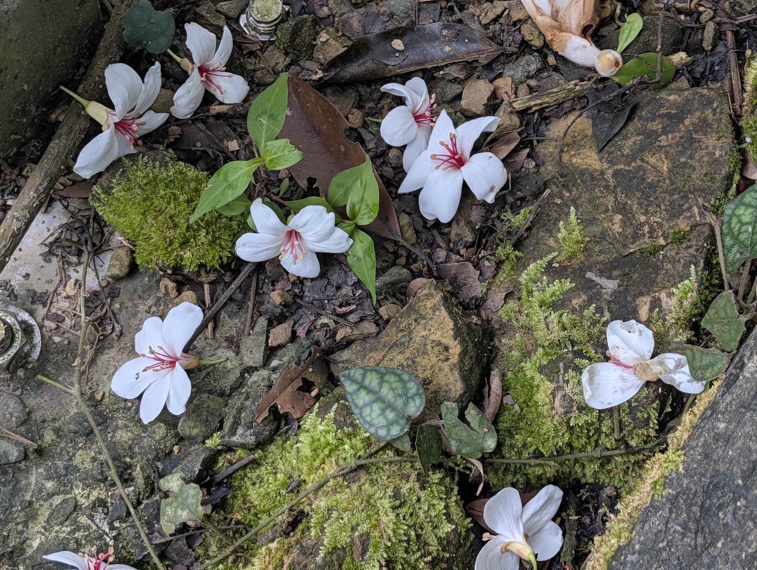 新北瑞芳桐花祭┃超值得!四腳亭砲台健行賞桐花雪 DIY搗麻糬 熱鬧園遊會遇見可愛發桐醬 - 第17張圖 新北瑞芳桐花祭┃超值得!四腳亭砲台健行賞桐花雪 DIY搗麻糬 熱鬧園遊會遇見可愛發桐醬