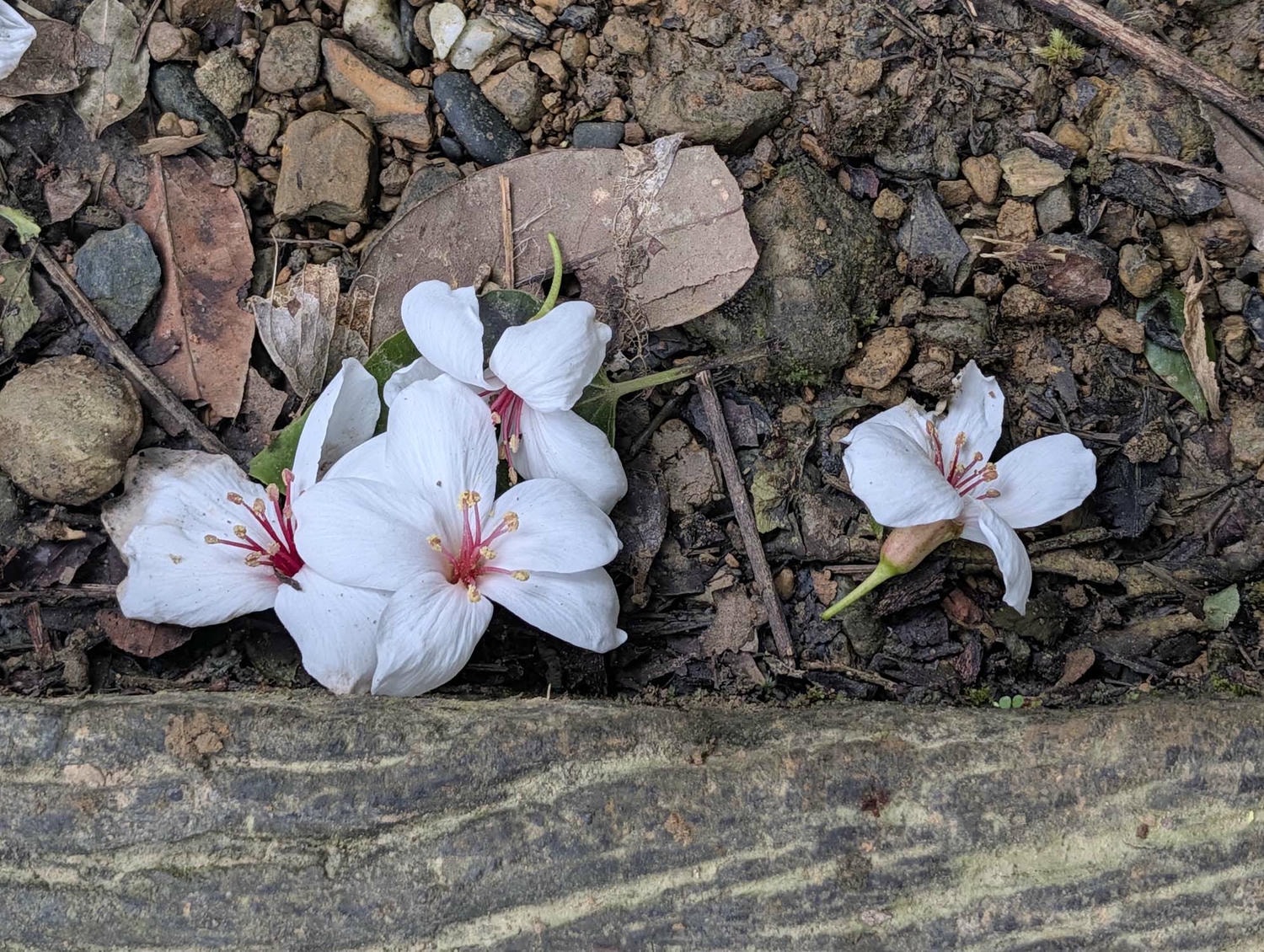新北瑞芳桐花祭┃超值得!四腳亭砲台健行賞桐花雪 DIY搗麻糬 熱鬧園遊會遇見可愛發桐醬 - 第1張圖 新北瑞芳桐花祭┃超值得!四腳亭砲台健行賞桐花雪 DIY搗麻糬 熱鬧園遊會遇見可愛發桐醬