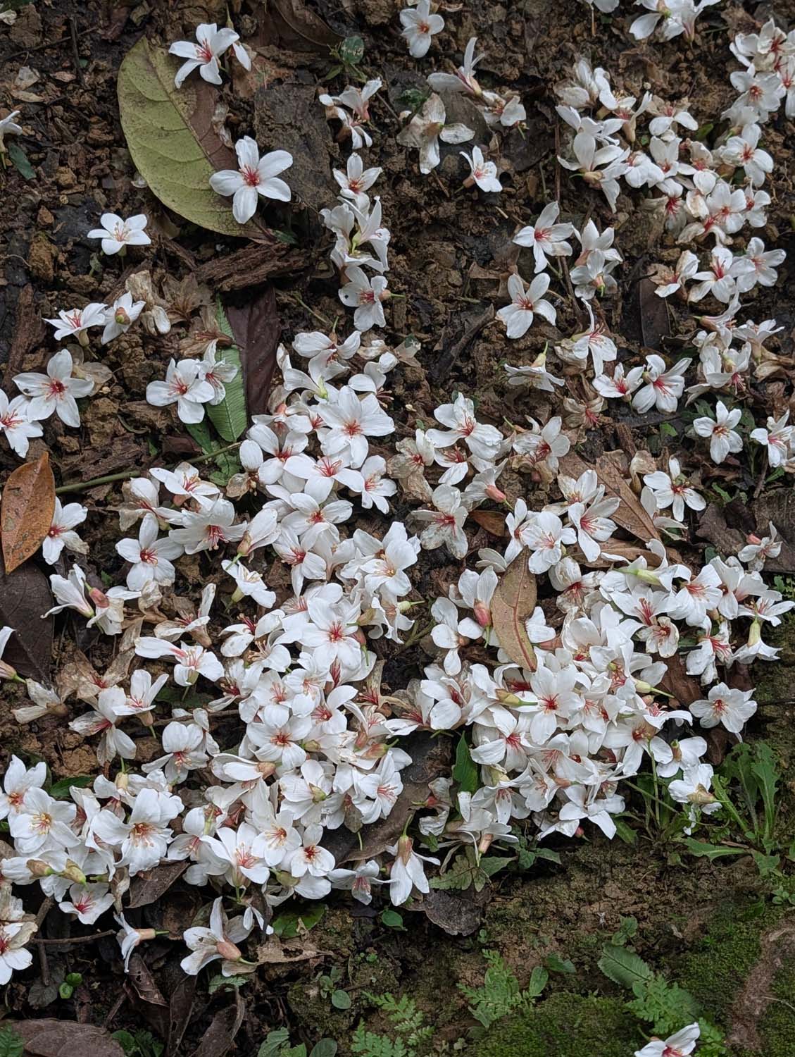 新北瑞芳桐花祭┃超值得!四腳亭砲台健行賞桐花雪 DIY搗麻糬 熱鬧園遊會遇見可愛發桐醬 - 第26張圖 新北瑞芳桐花祭┃超值得!四腳亭砲台健行賞桐花雪 DIY搗麻糬 熱鬧園遊會遇見可愛發桐醬