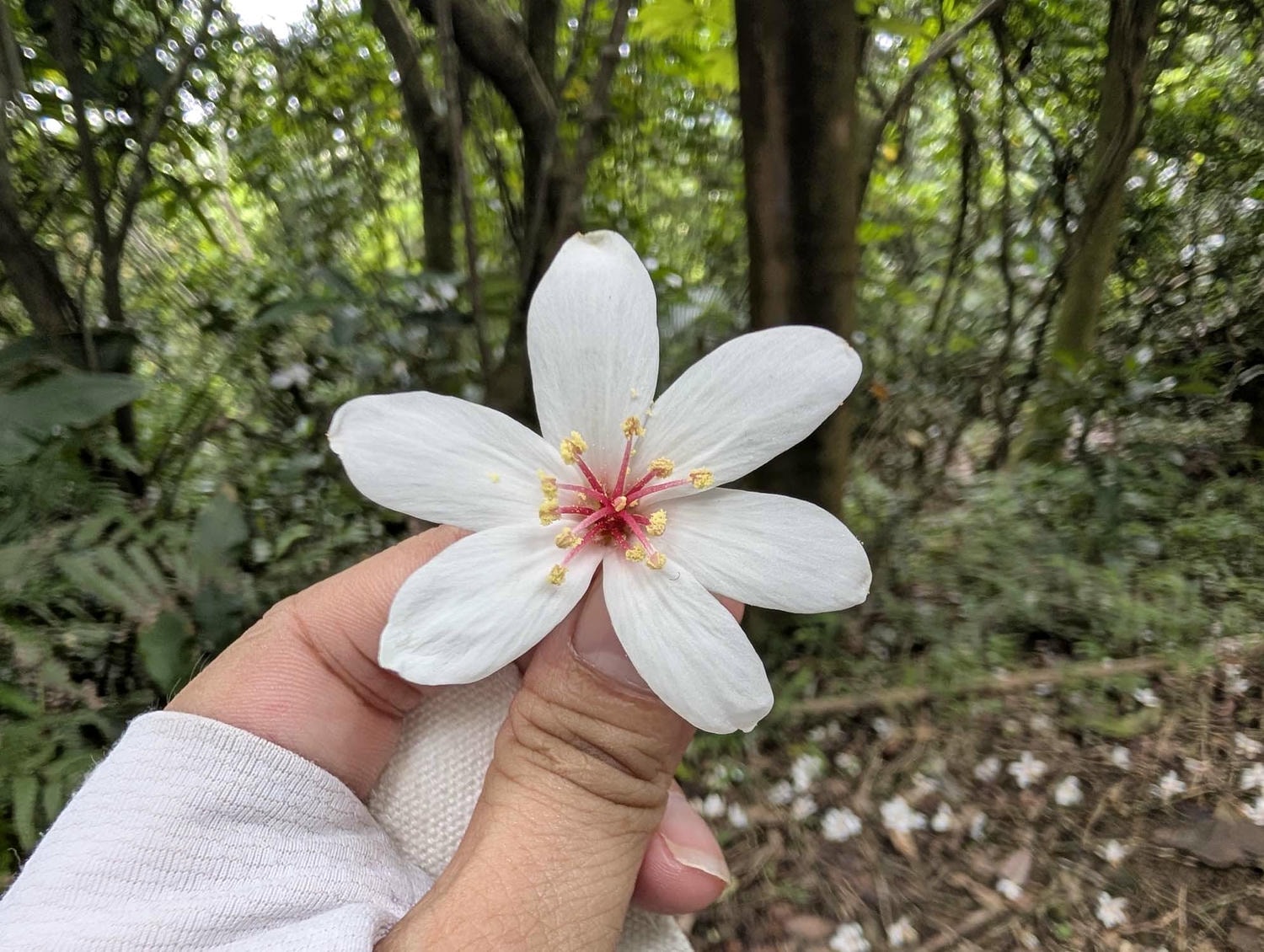 新北瑞芳桐花祭┃超值得!四腳亭砲台健行賞桐花雪 DIY搗麻糬 熱鬧園遊會遇見可愛發桐醬 - 第22張圖 新北瑞芳桐花祭┃超值得!四腳亭砲台健行賞桐花雪 DIY搗麻糬 熱鬧園遊會遇見可愛發桐醬