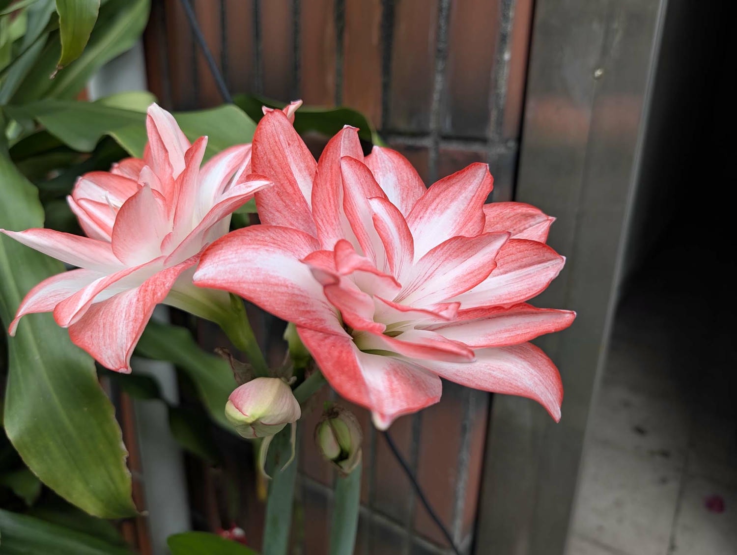 新北瑞芳桐花祭┃超值得!四腳亭砲台健行賞桐花雪 DIY搗麻糬 熱鬧園遊會遇見可愛發桐醬 - 第70張圖 新北瑞芳桐花祭┃超值得!四腳亭砲台健行賞桐花雪 DIY搗麻糬 熱鬧園遊會遇見可愛發桐醬