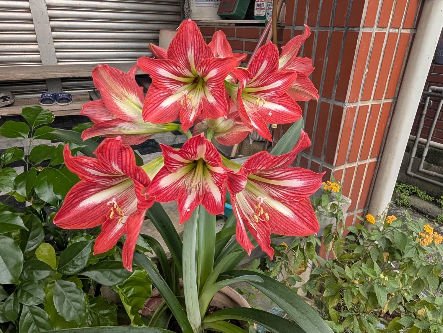 新北瑞芳桐花祭┃超值得!四腳亭砲台健行賞桐花雪 DIY搗麻糬 熱鬧園遊會遇見可愛發桐醬 - 第69張圖 新北瑞芳桐花祭┃超值得!四腳亭砲台健行賞桐花雪 DIY搗麻糬 熱鬧園遊會遇見可愛發桐醬